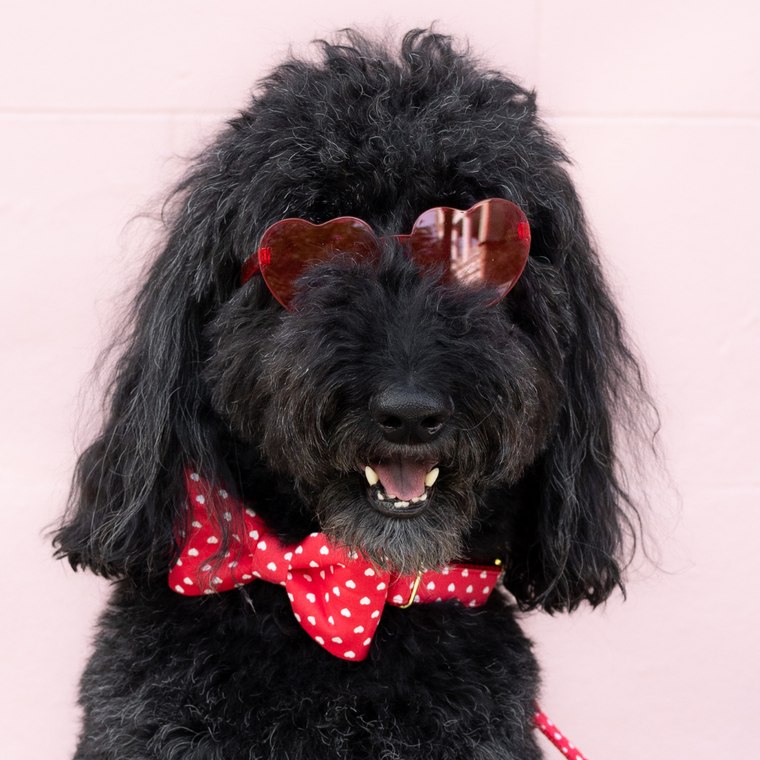 Happy Hearts Bow Tie Dog Collar