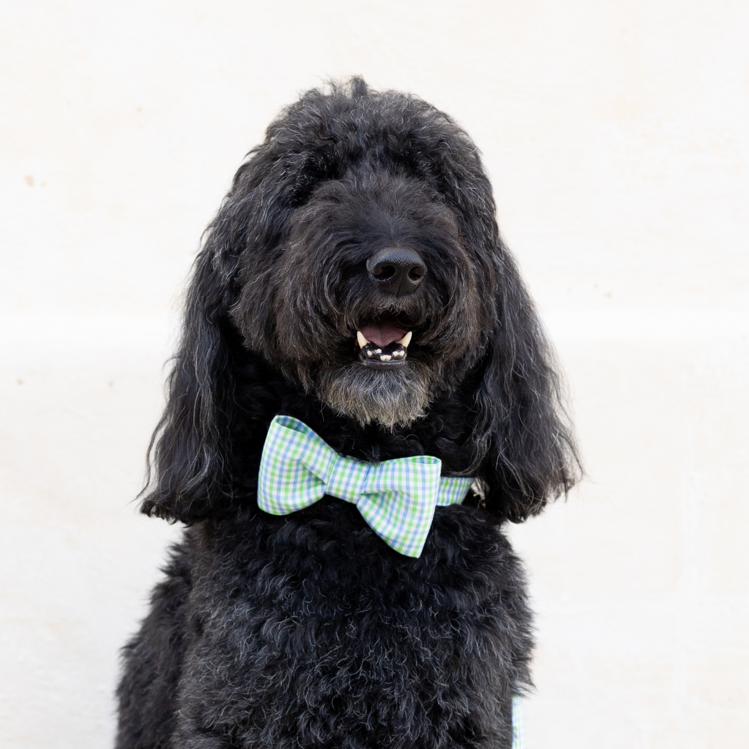 Lime & Blue Island Gingham Bow Tie Dog Collar - Crew LaLa