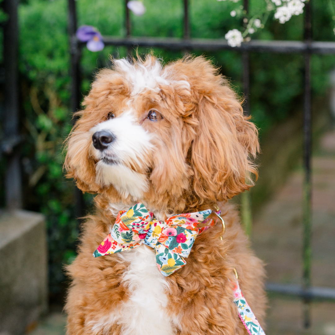 Blissful Blooms Belle Bow Dog Collar - Crew LaLa