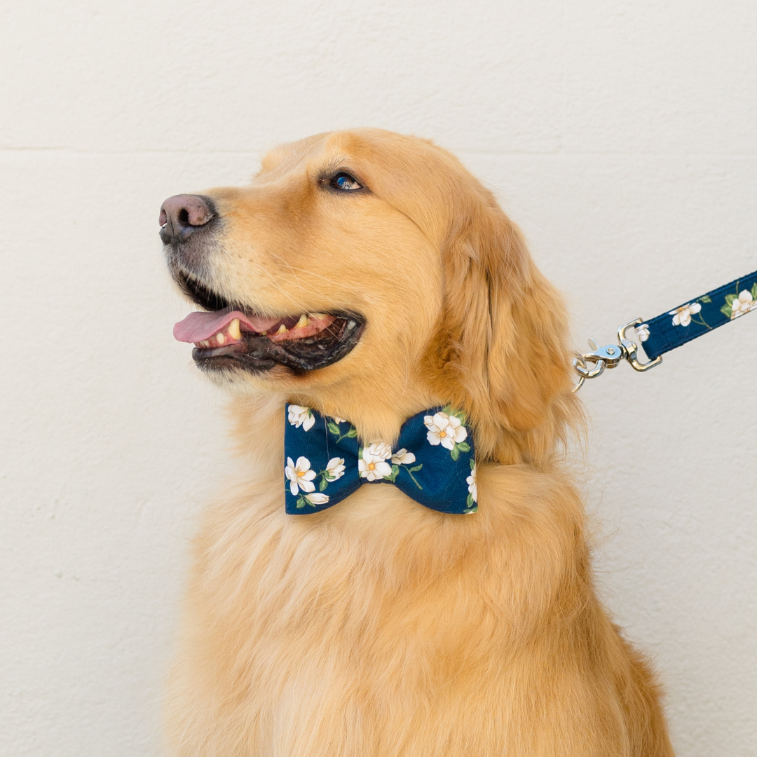 Midnight Magnolias Bow Tie Dog Collar