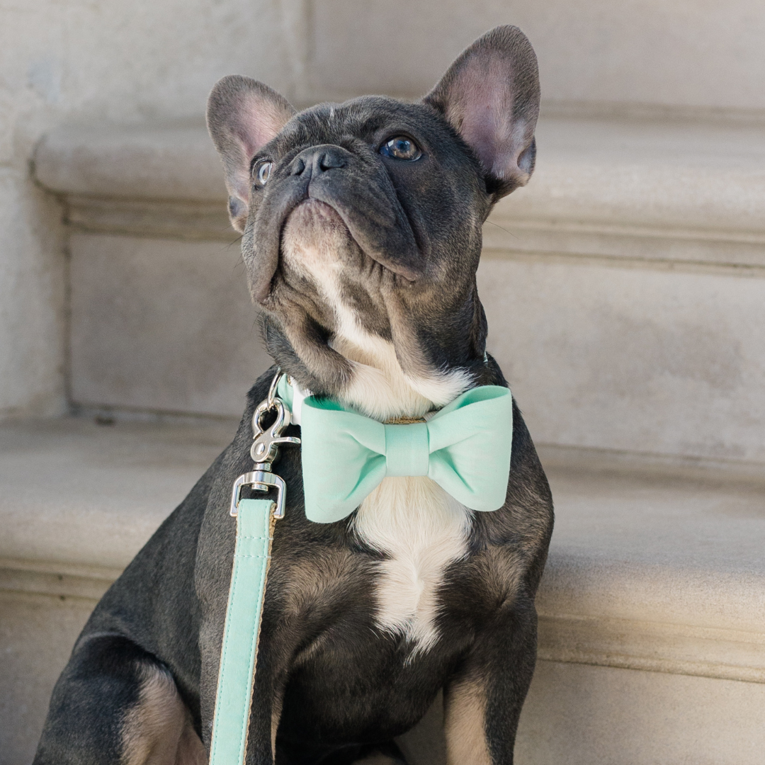 Mint Bow Tie Dog Collar - Crew LaLa