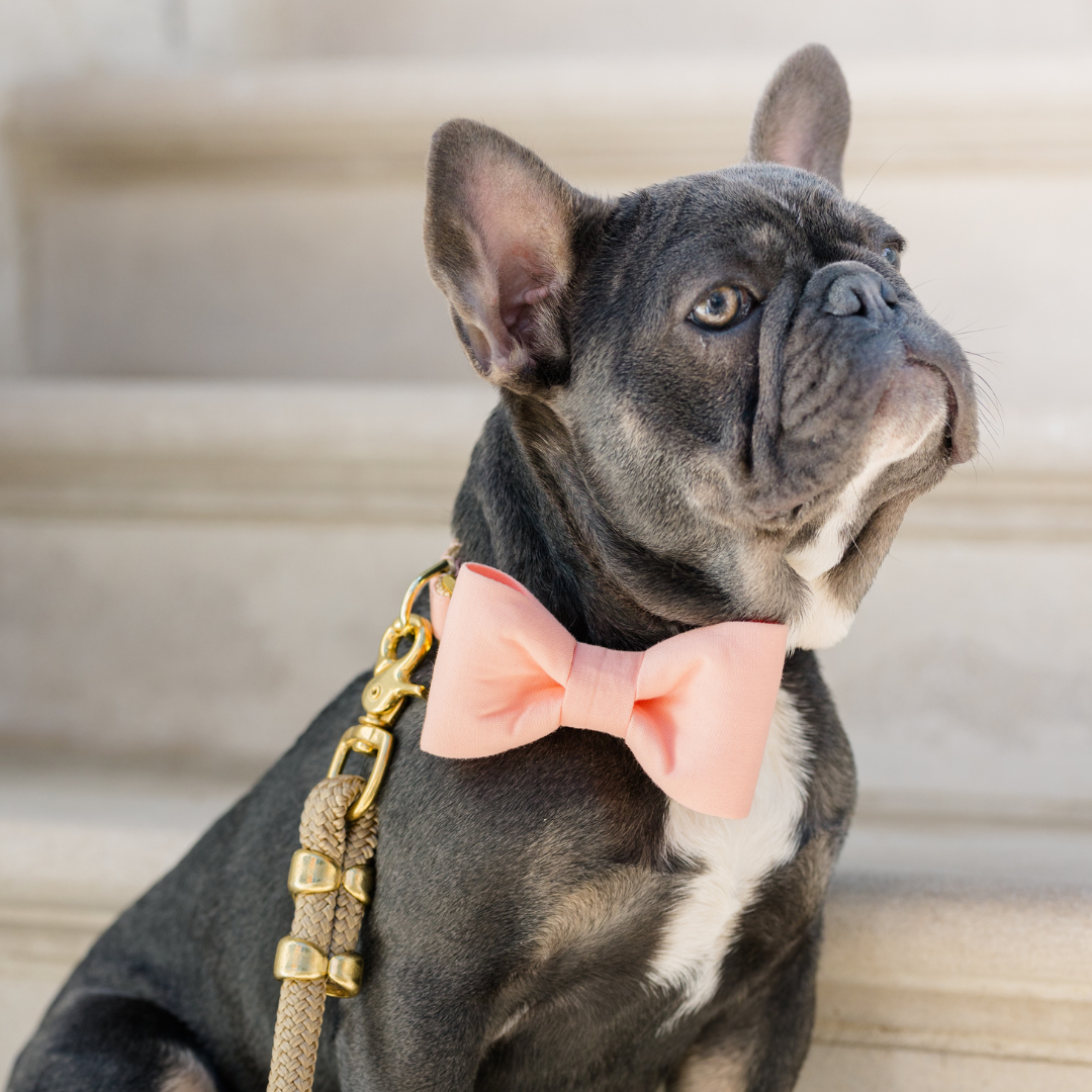 Peach Bow Tie Dog Collar - Crew LaLa