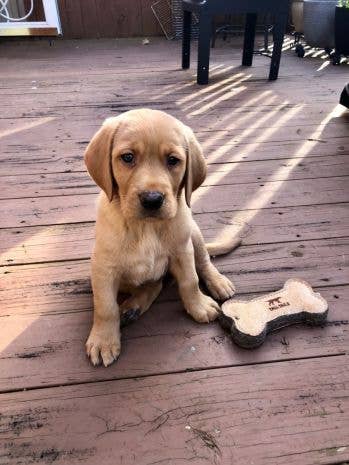 Natural Leather & Wool Bone Toy - 6" - Crew LaLa