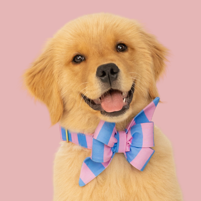 Alfresco Stripe Belle Bow Collar