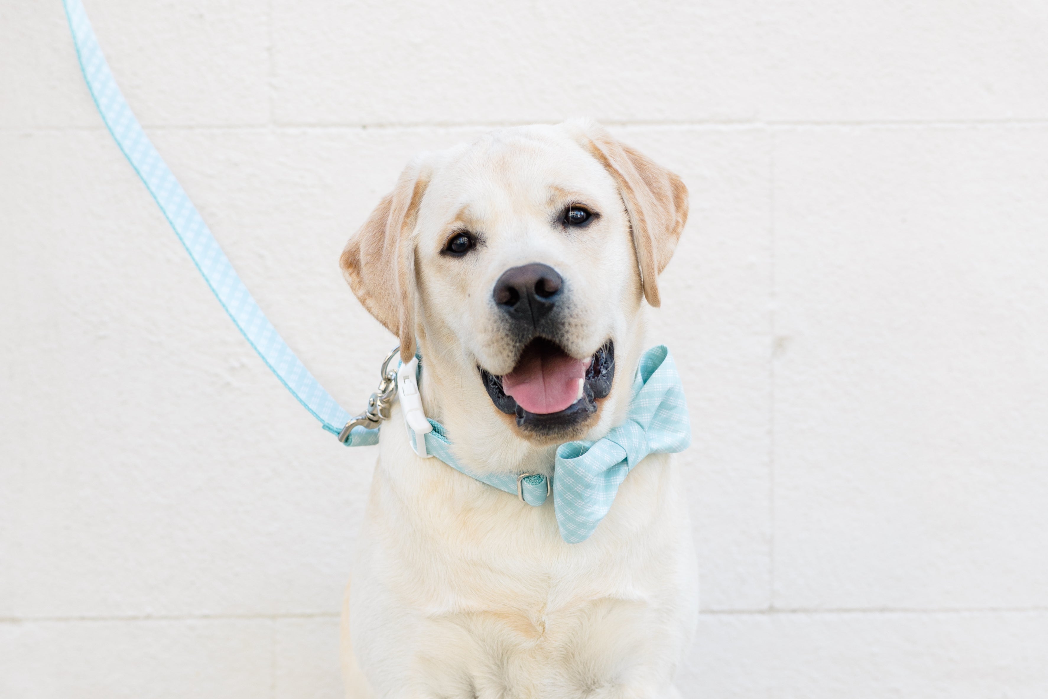 Blue Lattice Bow Tie Dog Collar - Crew LaLa