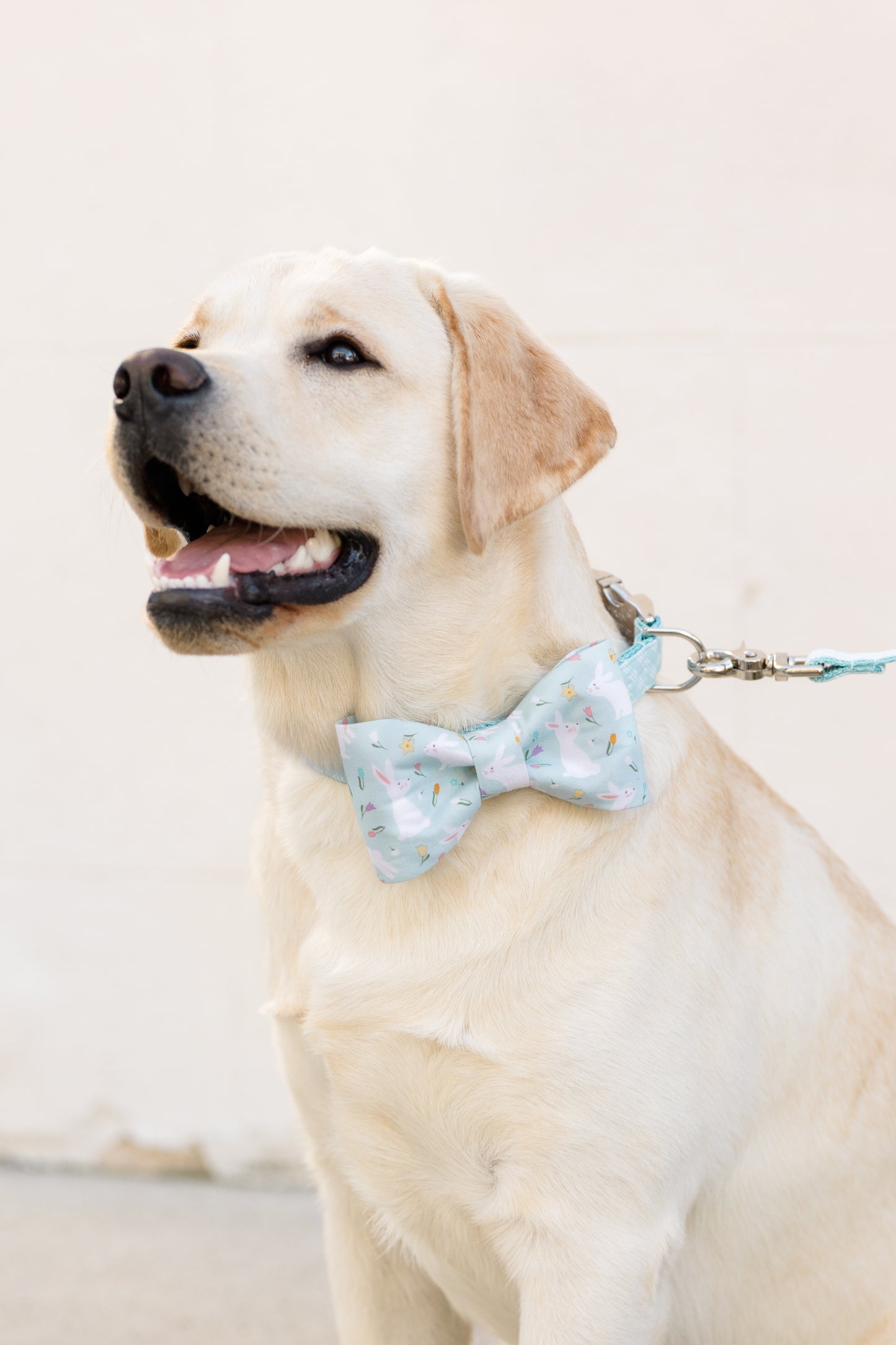 Bunny Tales Bow Tie Dog Collar - Crew LaLa