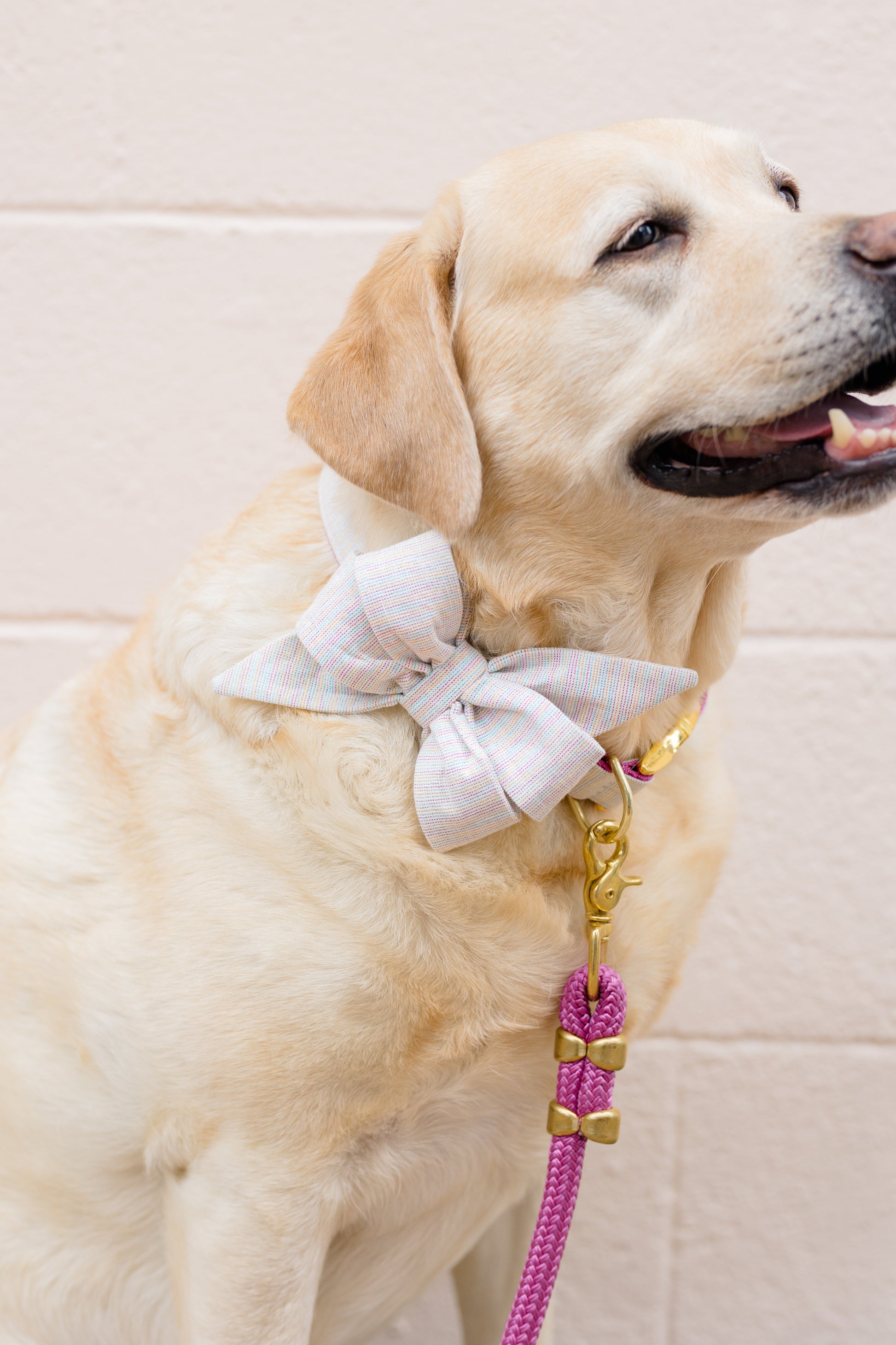 Gotcha Glitter Belle Bow Dog Collar - Crew LaLa