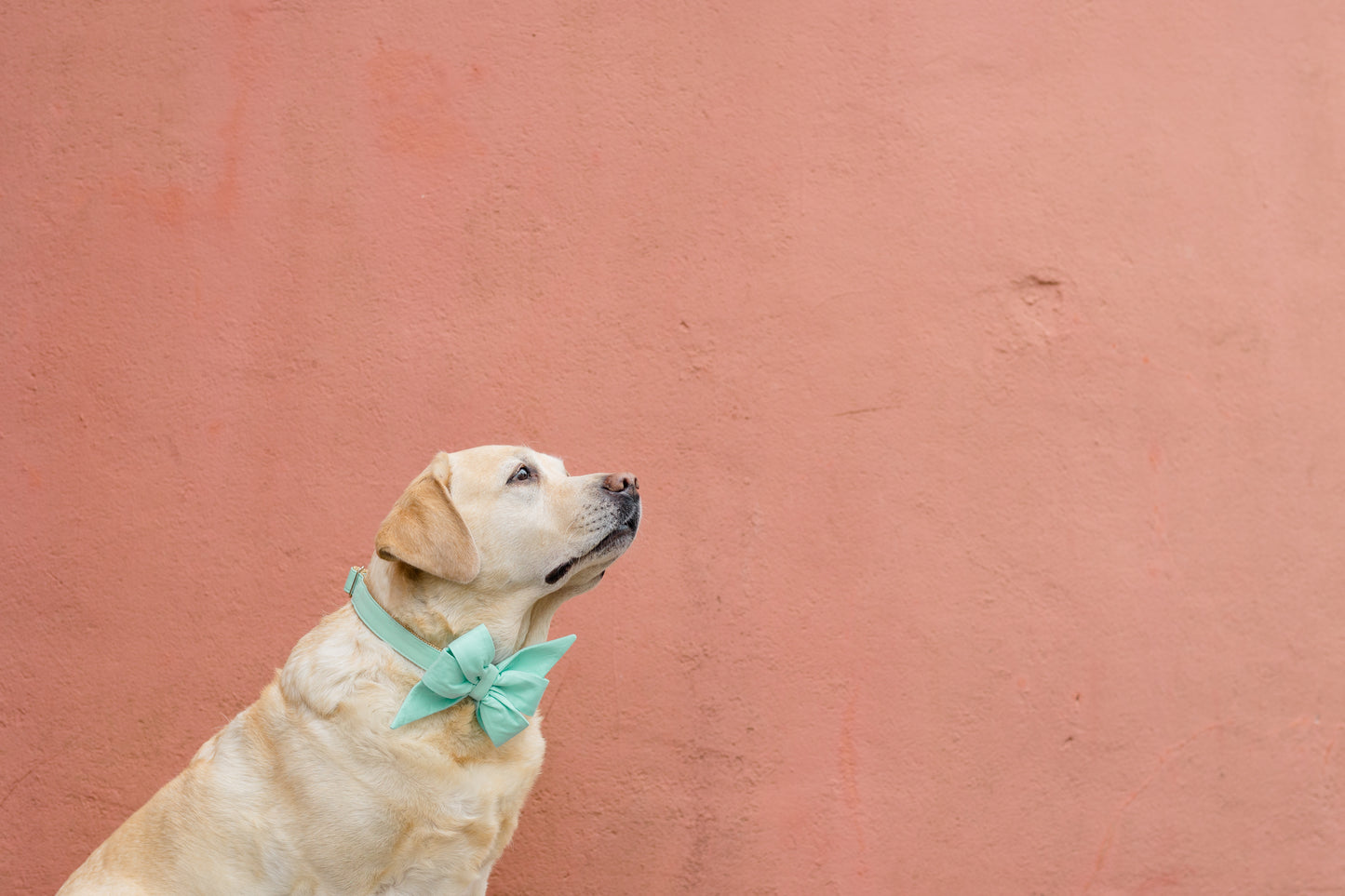 Mint Belle Bow Dog Collar - Crew LaLa