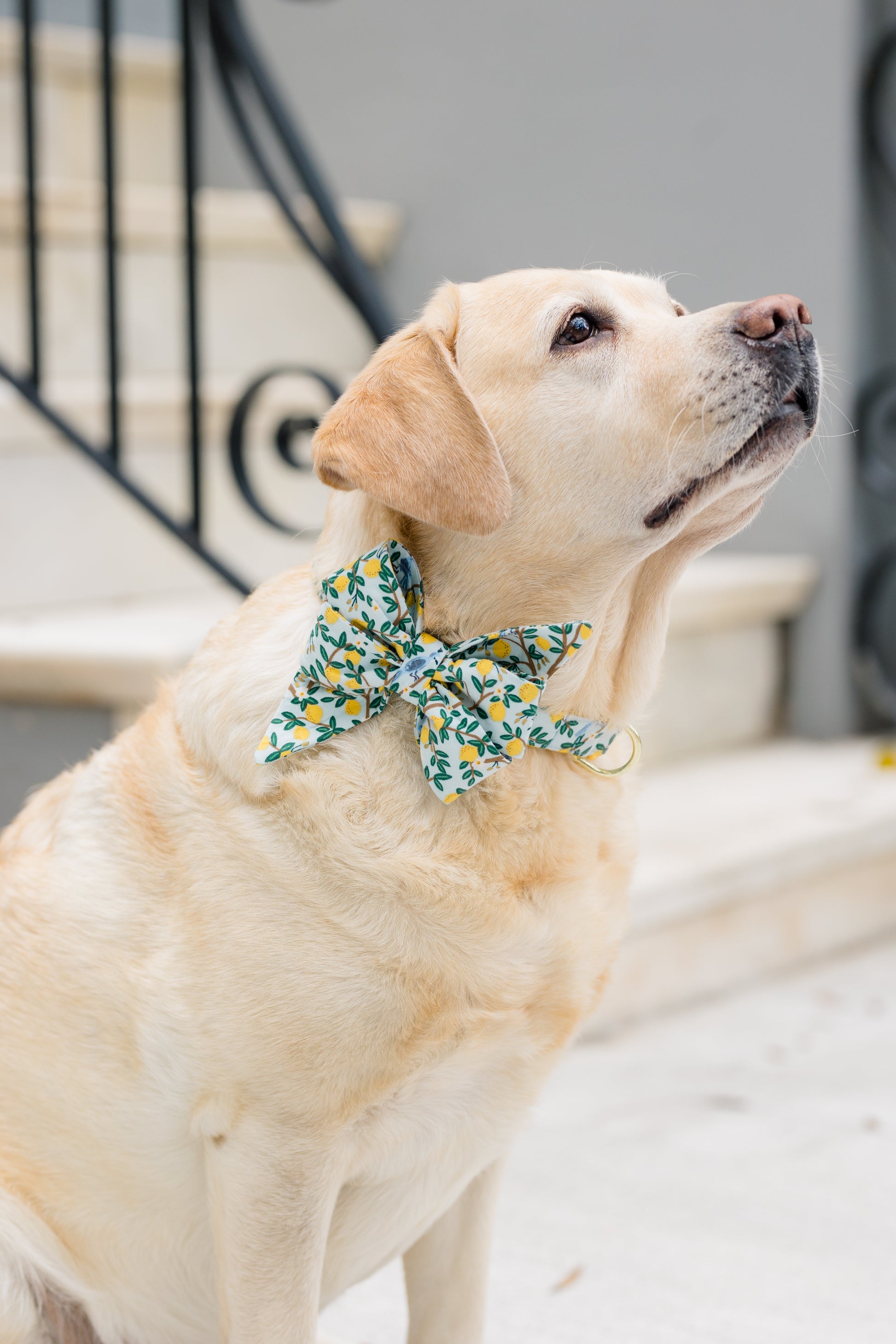 Lovely Lemon Belle Bow Dog Collar - Two Styles - Crew LaLa