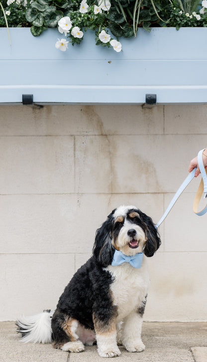 Carolina Blue Bow Tie Dog Collar - Crew LaLa