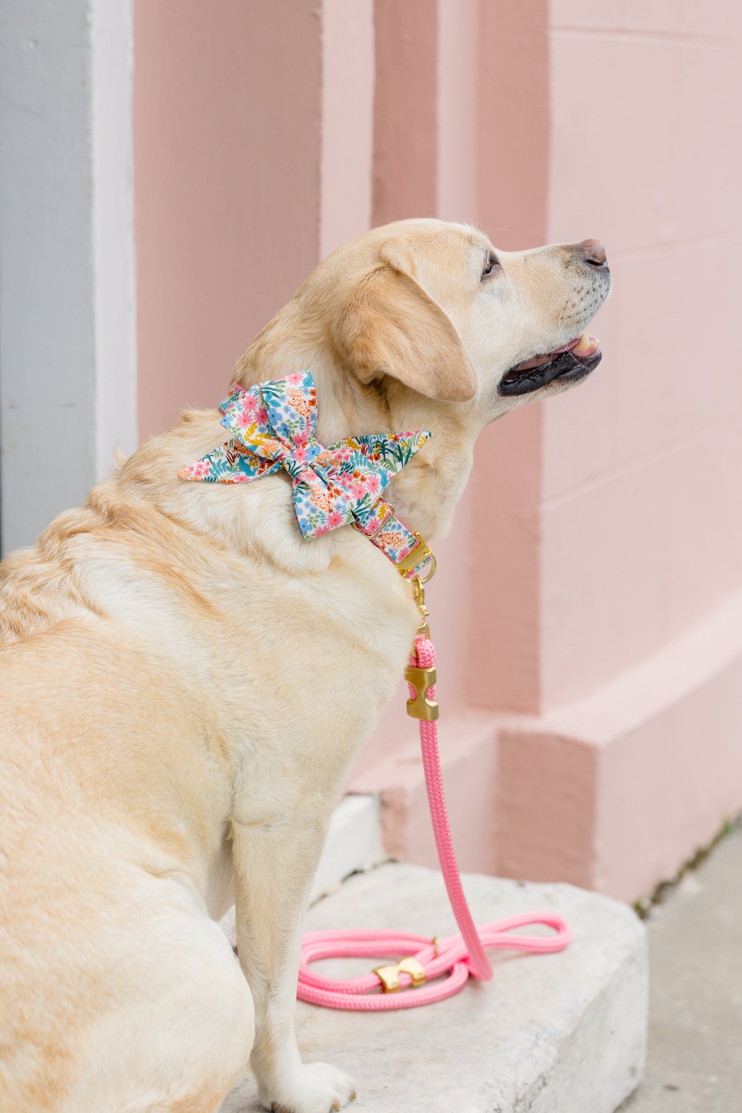 Ditsy Floral Belle Bow Dog Collar - Crew LaLa