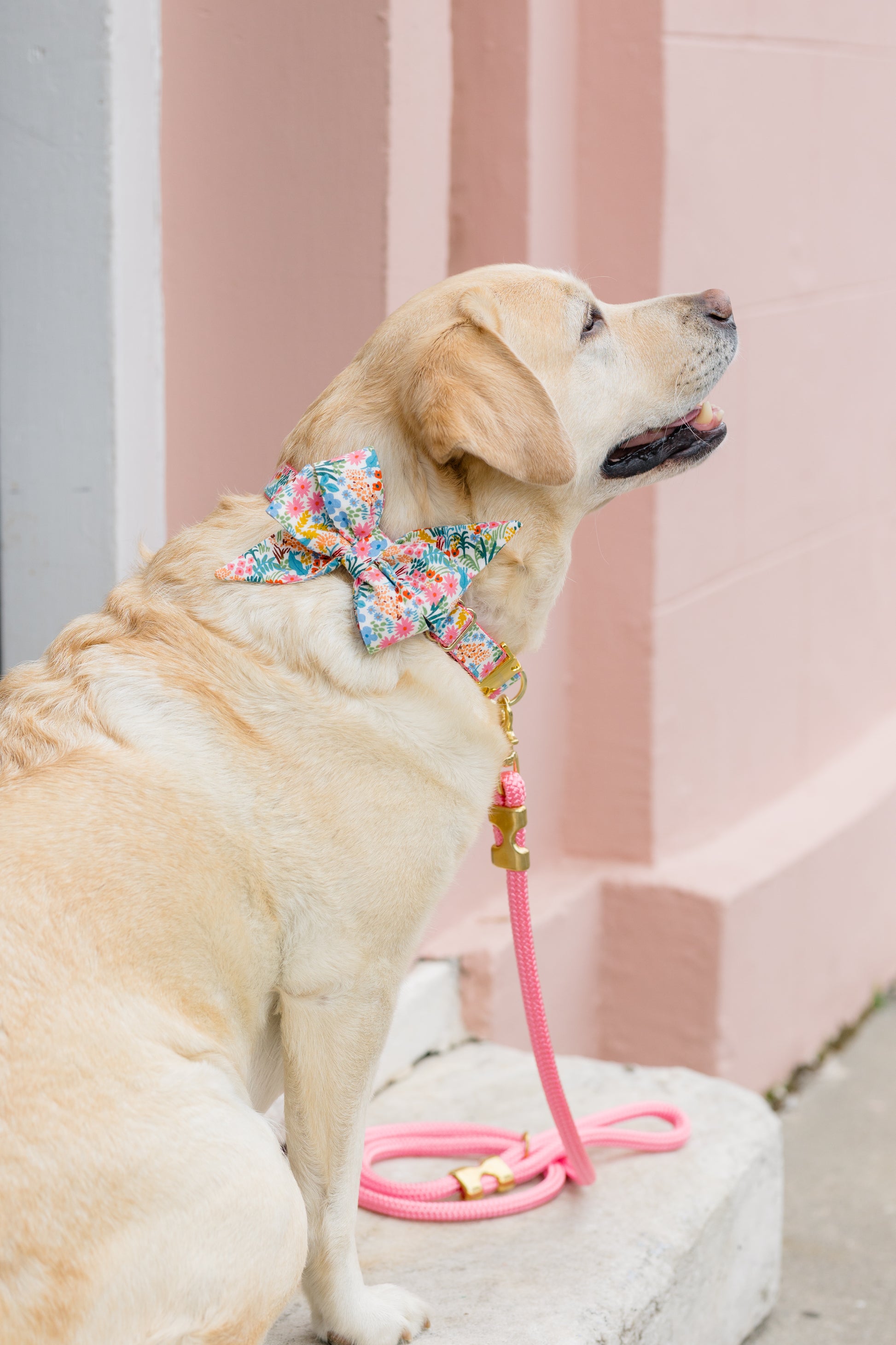 Ditsy Floral Belle Bow Dog Collar - Crew LaLa