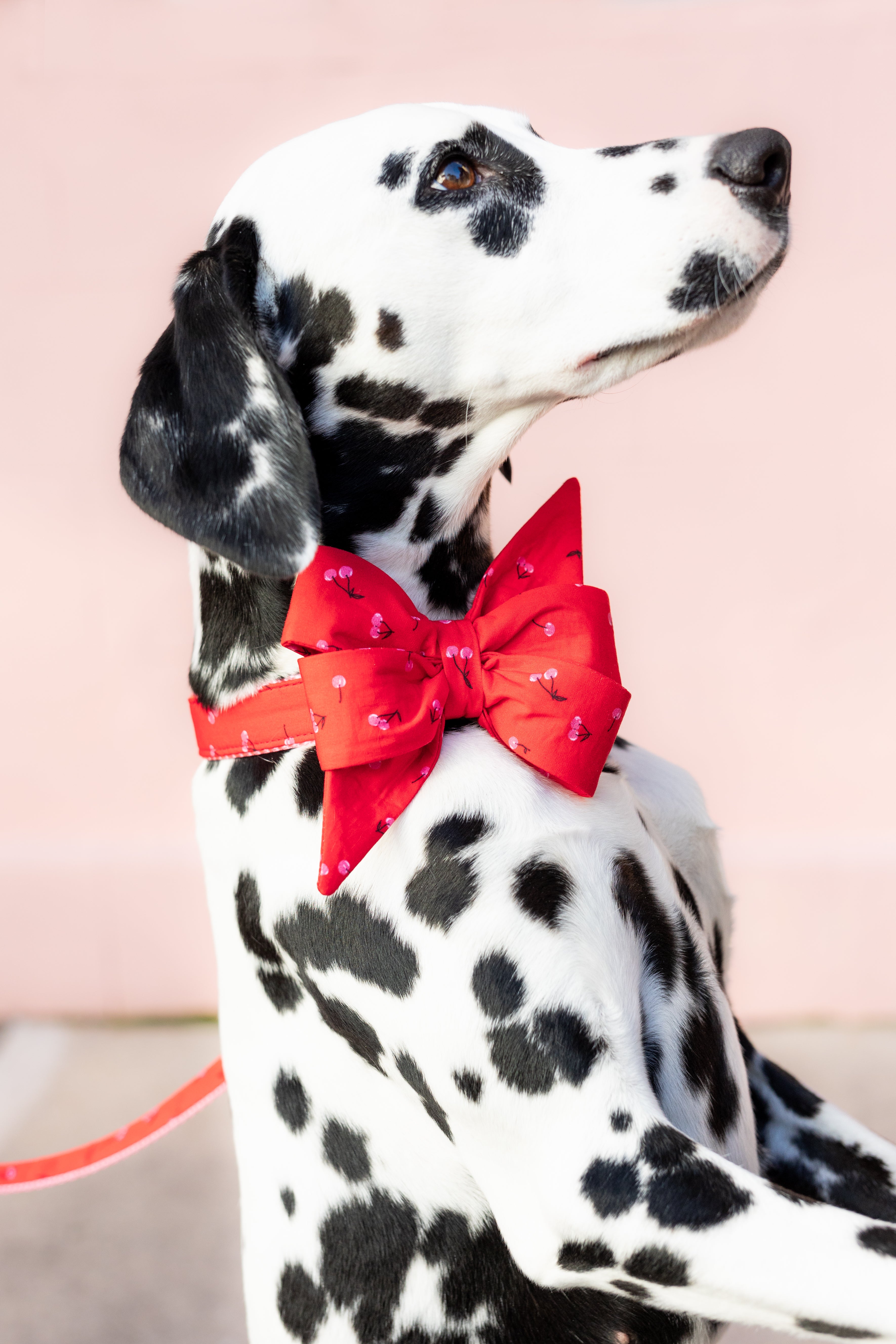 So Cherry Belle Bow Collar - Crew LaLa