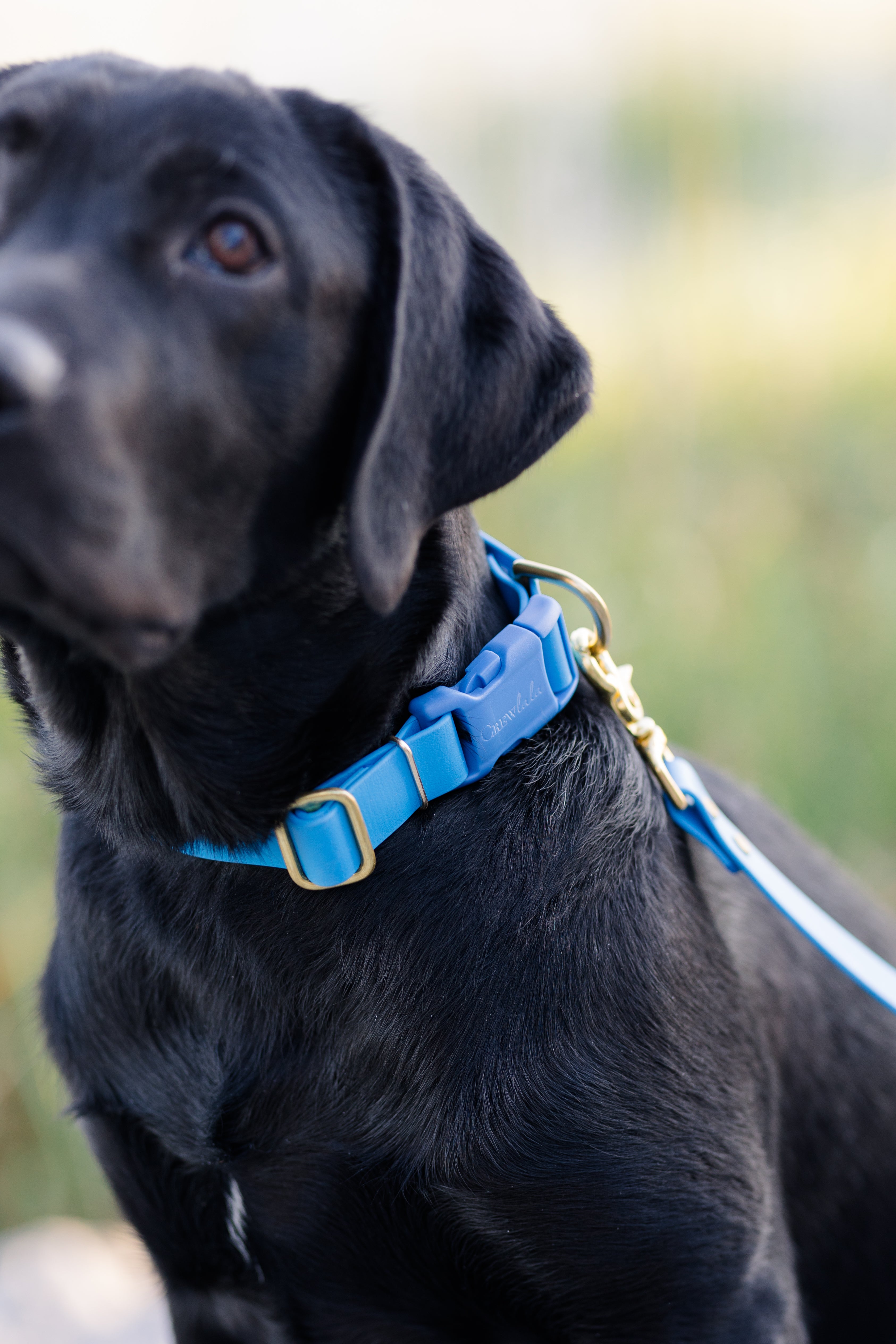 Surf Biothane Collar - Crew LaLa
