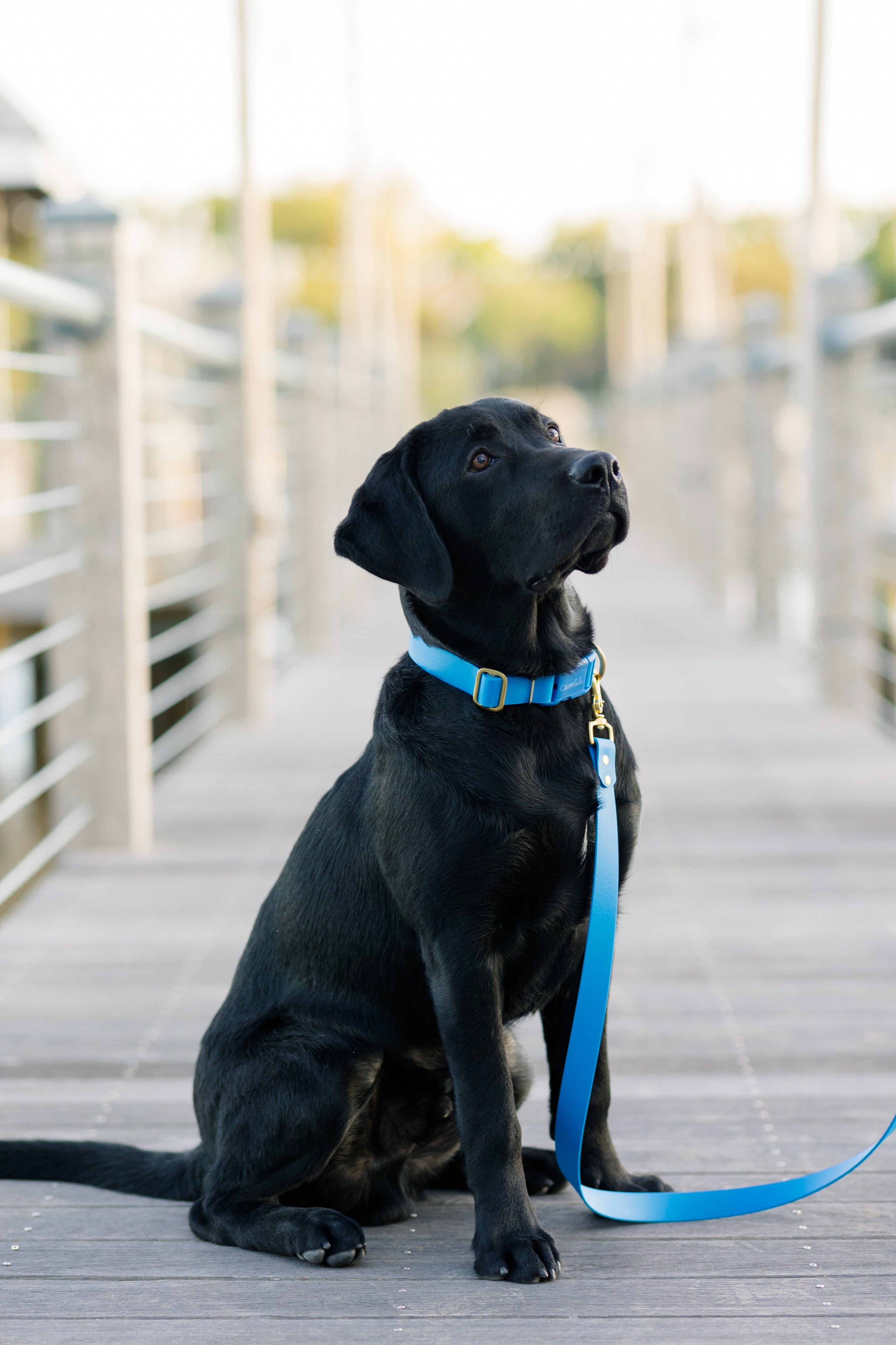 Surf Biothane 5' Leash - Crew LaLa