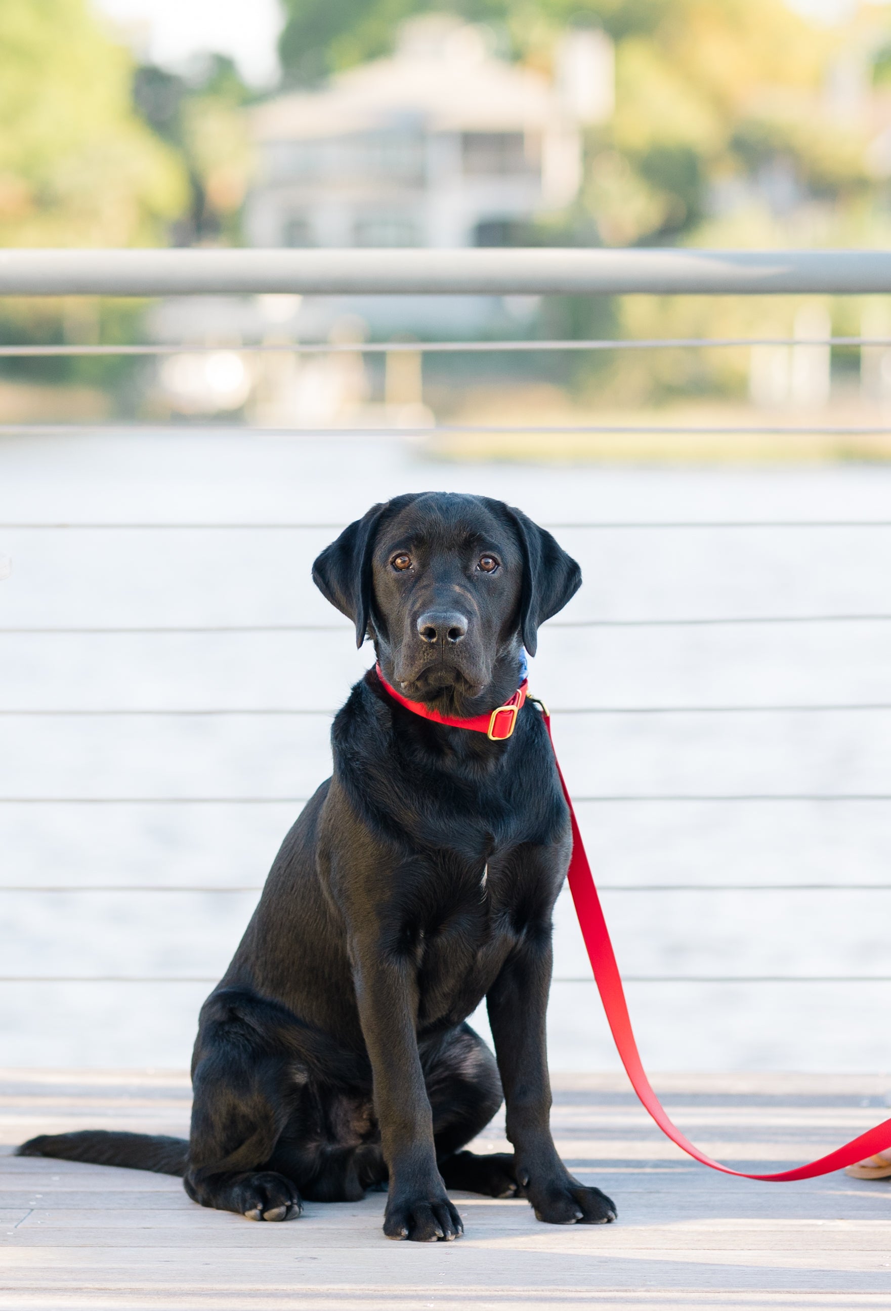Red Biothane 5' Leash - Crew LaLa