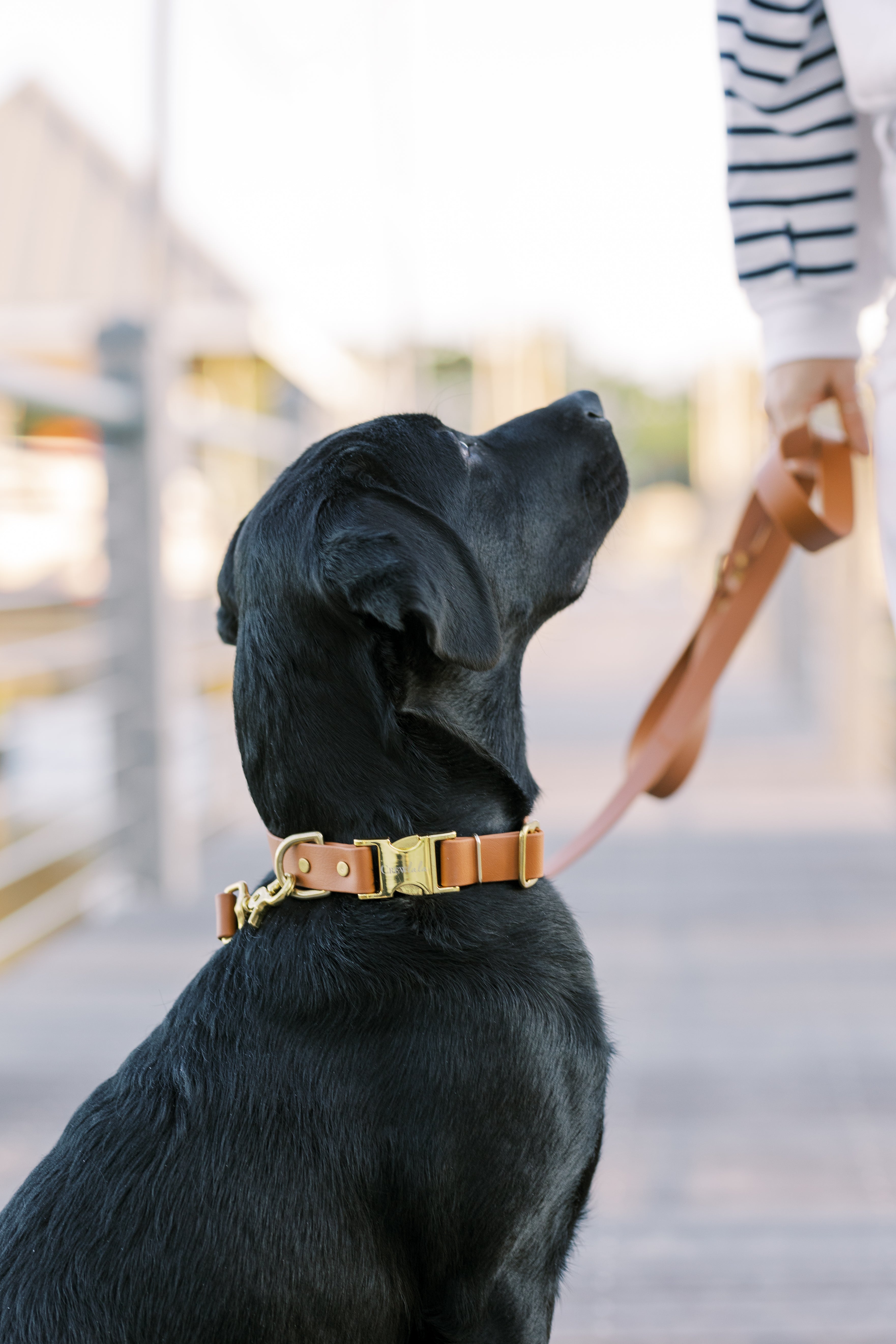 Tan Biothane Collar - Crew LaLa