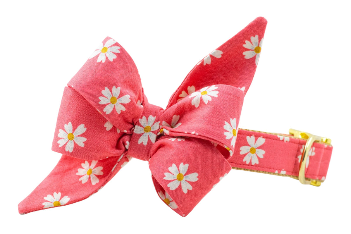 Coral Daisies Belle Bow Collar