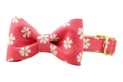 Coral Daisies Bow Tie Collar