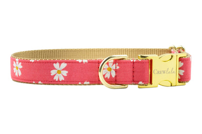 Coral Daisies Dog Collar