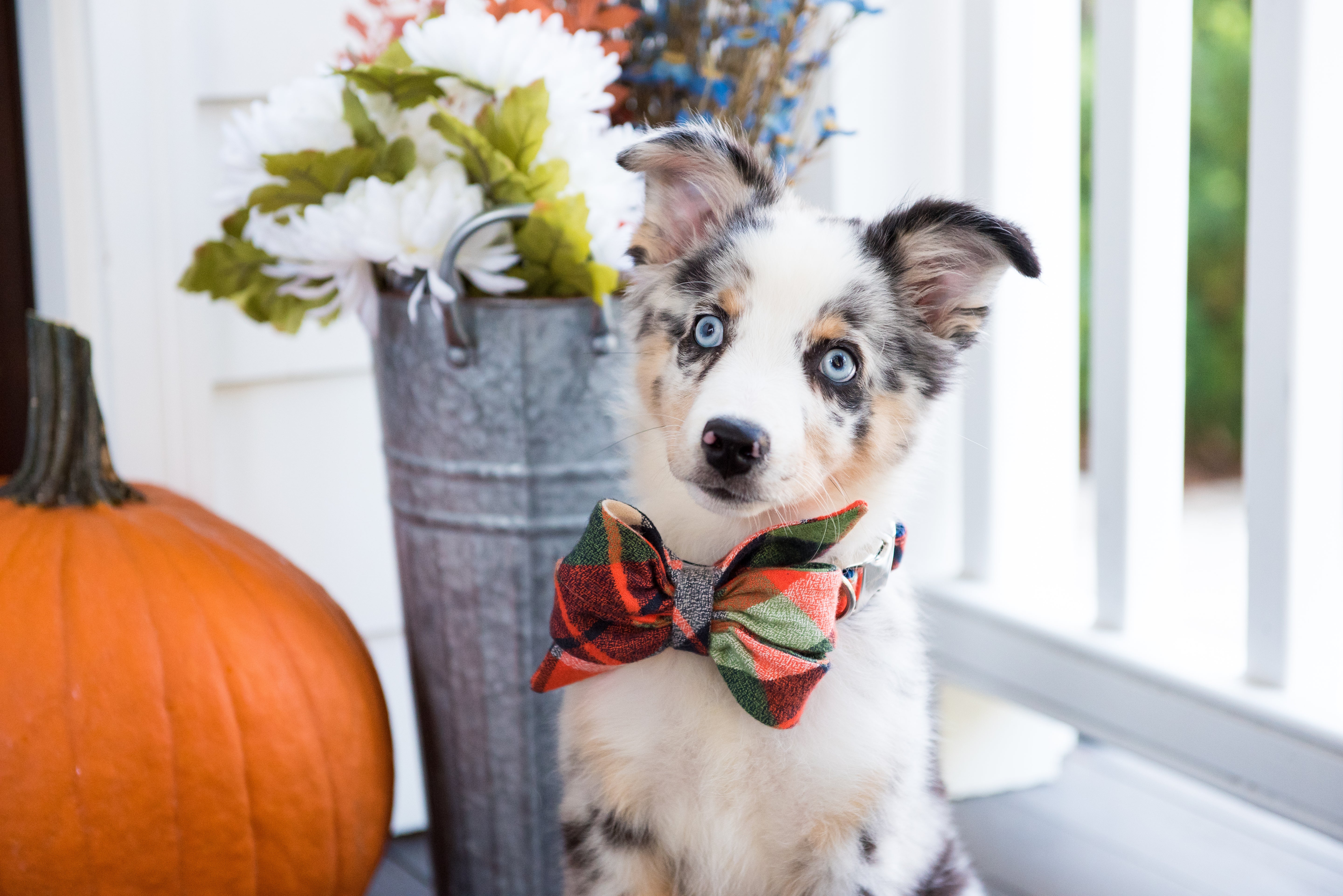A cute Australian Shepherd puppy with a soft, speckled coat sits adorably on a porch. The pup wears a large flannel belle bow collar in warm fall tones.