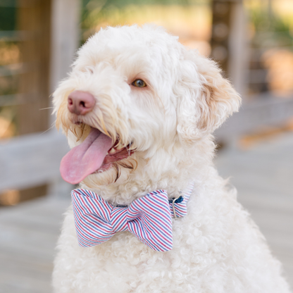 A happy, fluffy dog with creamy white curls and a pink nose, wearing a patriotic-style seersucker fabric bow tie in red, white, and blue stripes. The setting appears to be an outdoor deck with soft lighting and blurred trees in the background.