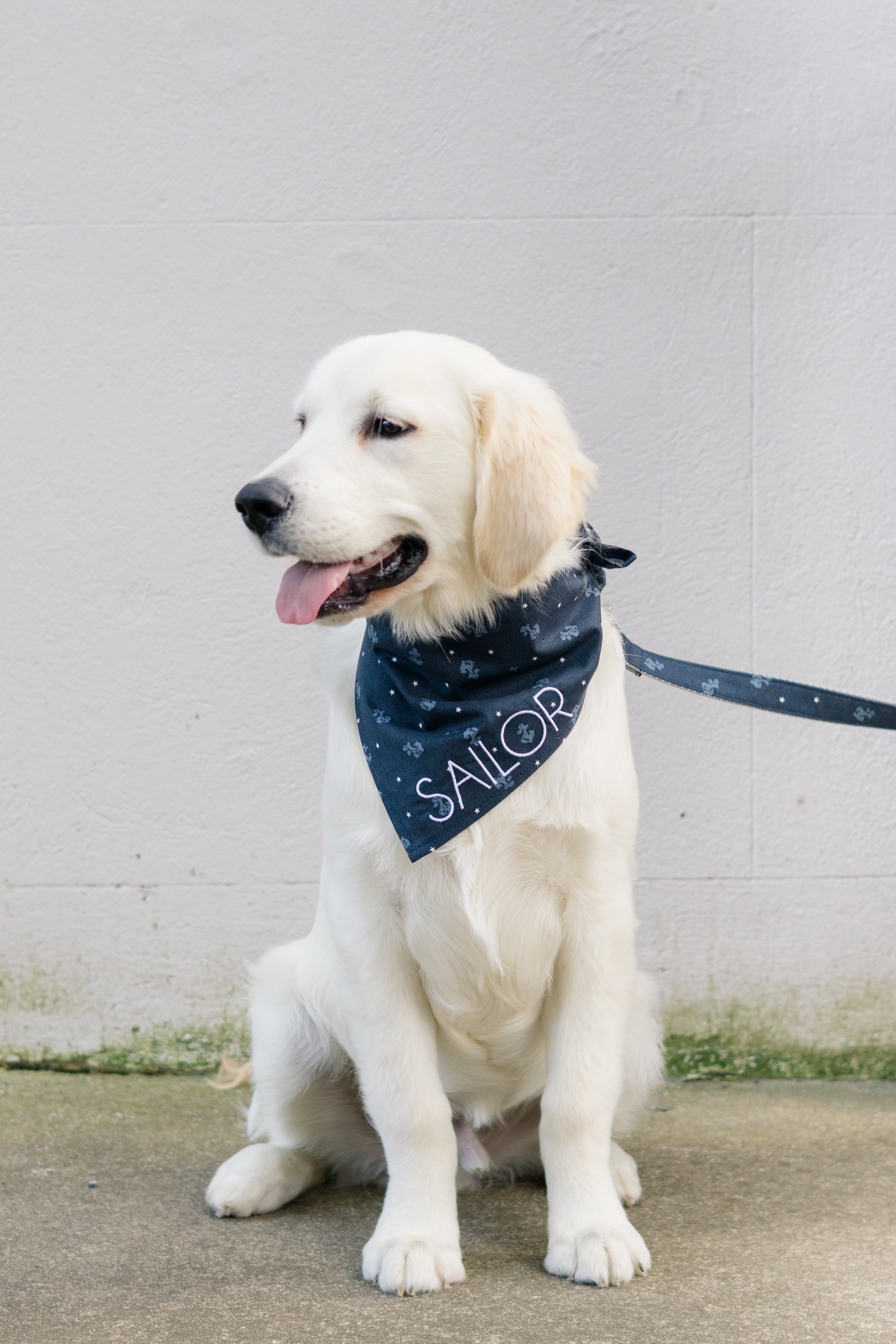This cream-colored puppy models a navy blue bandana featuring light anchor prints and the name “Sailor” in bold lettering, matched with a coordinating leash. A perfect pick for seaside adventures, personalized gifts, or summer dog collections.