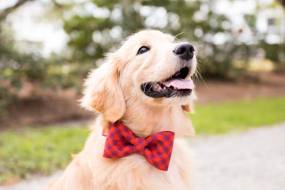 Close-up of a happy Retriever in a checkered bow tie collar set in warm fall hues, sitting outside on a bright fall day.