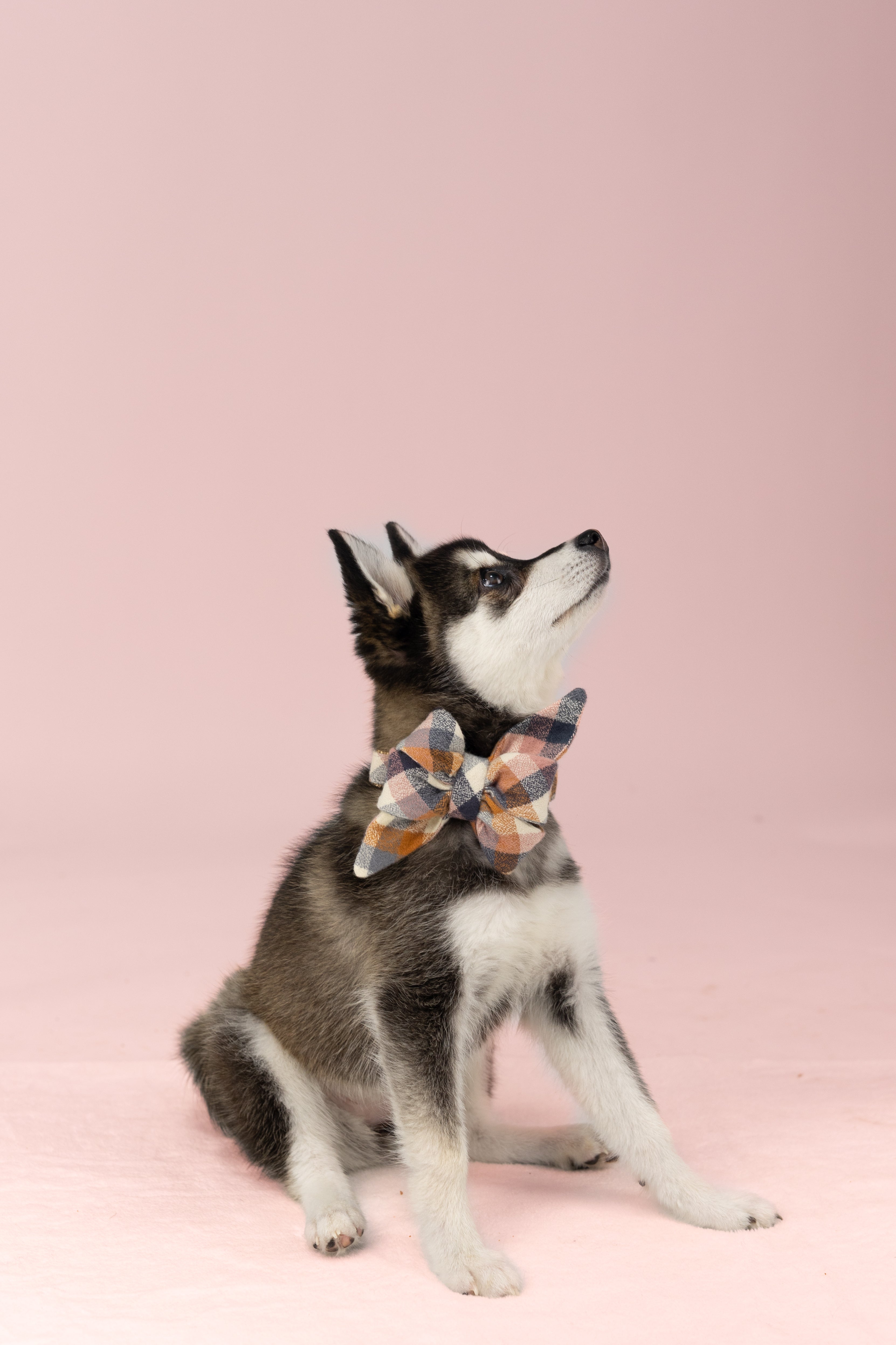 Wearing a statement belle bow collar set in multi-colored plaid, the dog’s accessory combines flannel fabric with a palette of warm fall tones, secured around the neck with a coordinating collar.