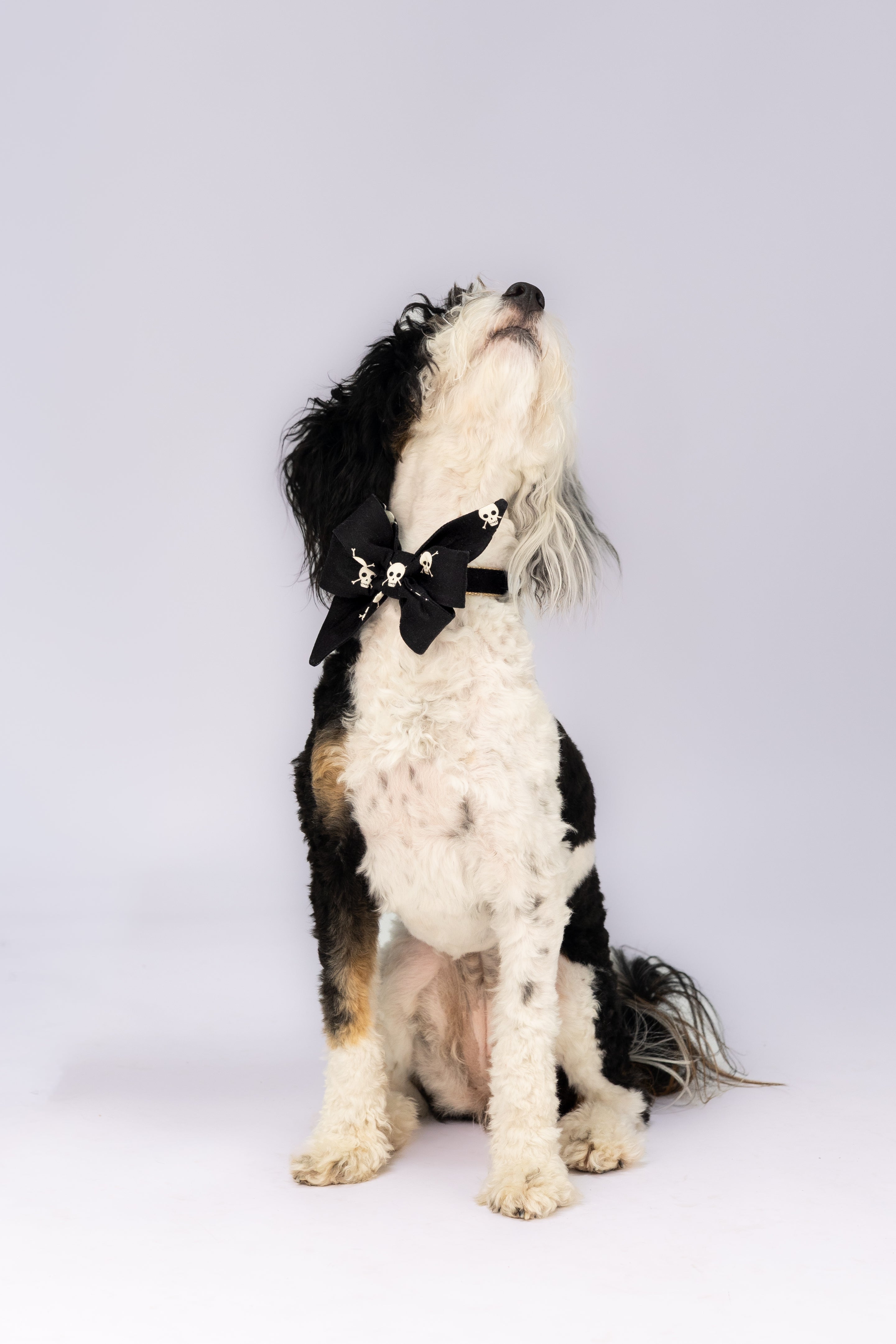 Seated on a pale backdrop, a tricolor dog with long, wavy ears strikes a regal pose with its head held high. The dog wears a striking black belle bow adorned with small white skulls, adding a spooky and stylish touch for Halloween.