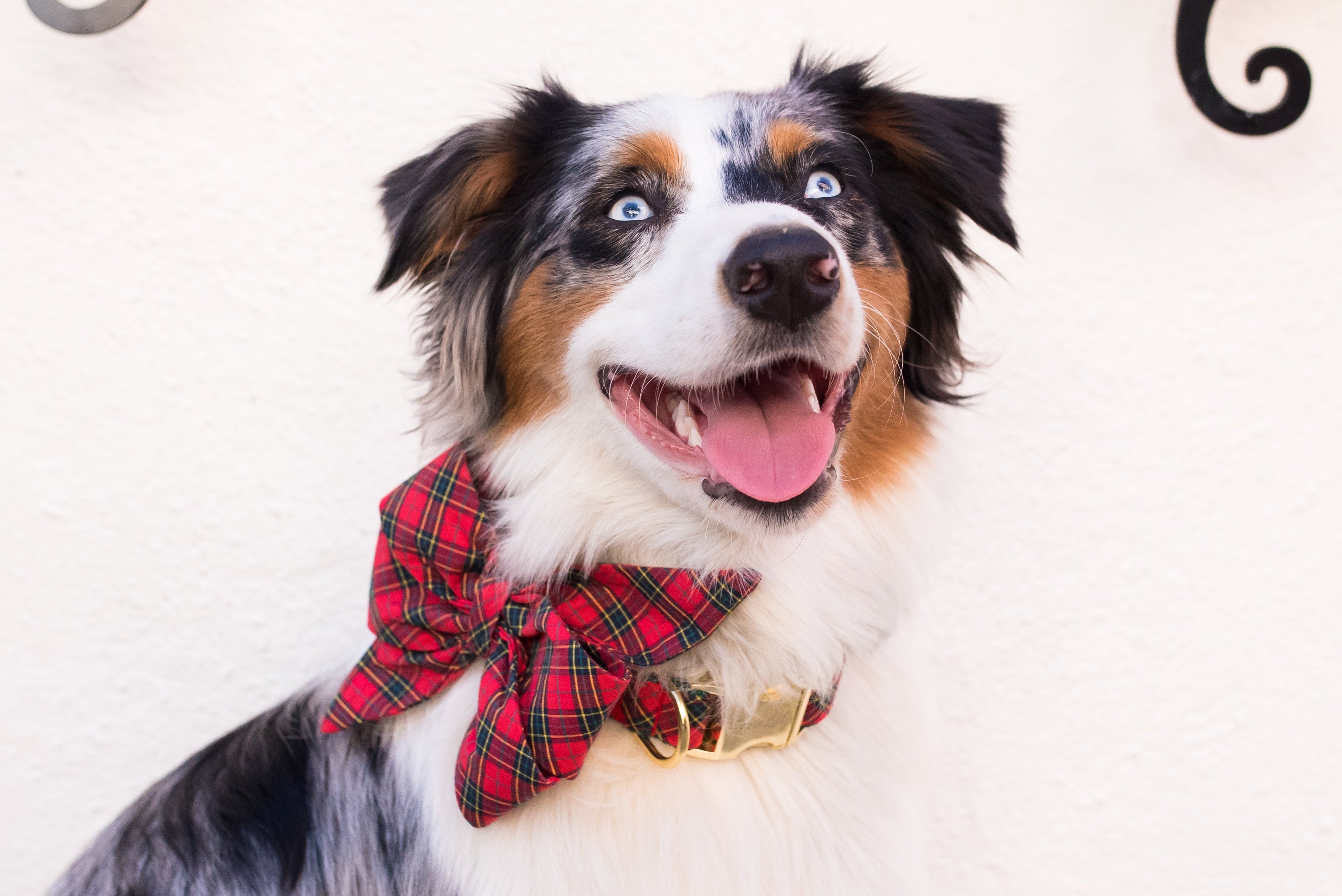 Happy Australian Shepherd with striking eyes and a tricolor merle coat, posing against a textured wall. The dog wears a bold red plaid bow tie, attached neatly to a matching collar with luxe hardware, adding a holiday flair.
