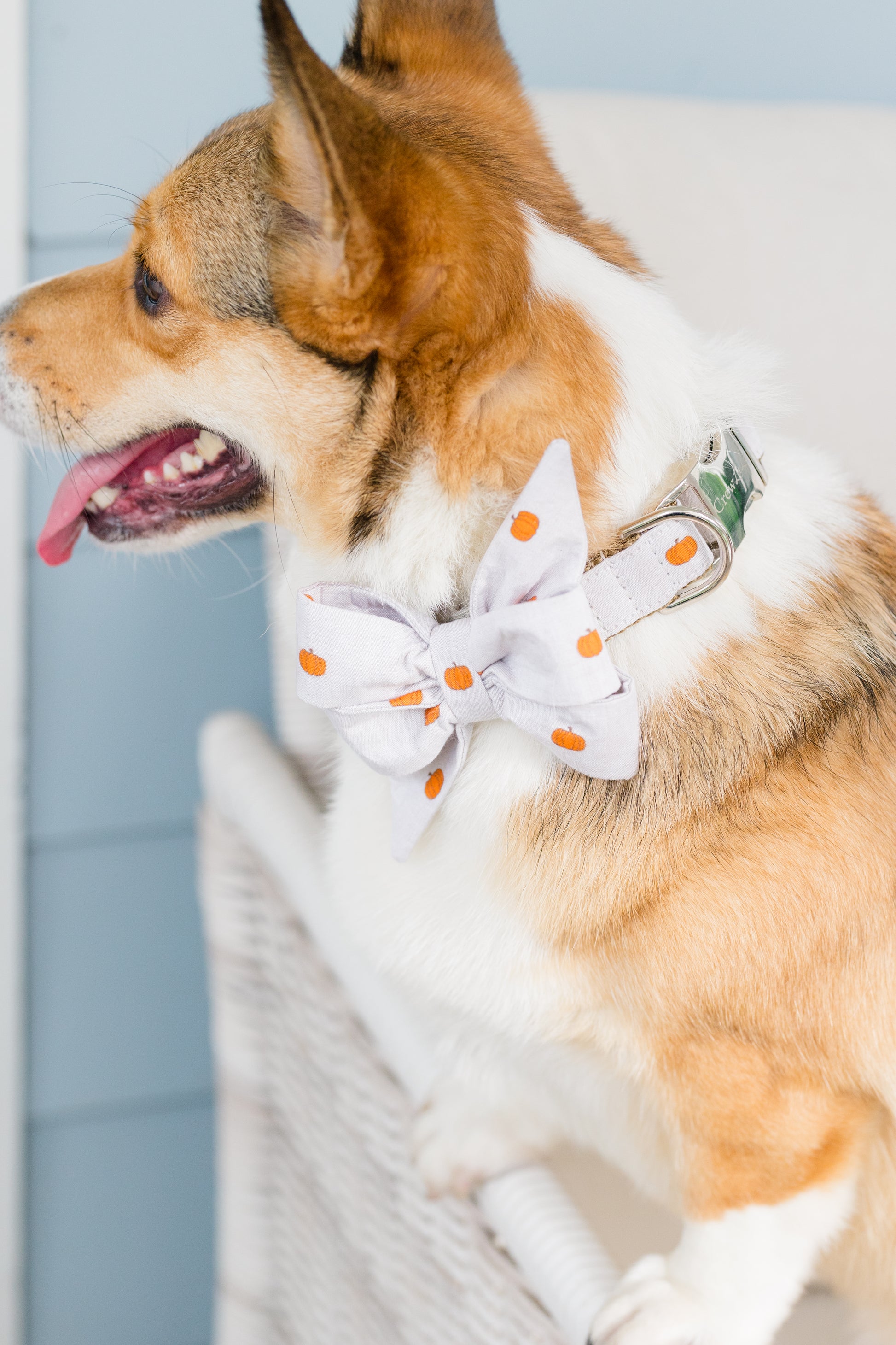 Side view of a smiling Corgi wearing a tan-colored collar with a large matching belle bow featuring a playful pumpkin print. The structured belle bow and polished hardware give the collar a festive look, perfect for fall. 