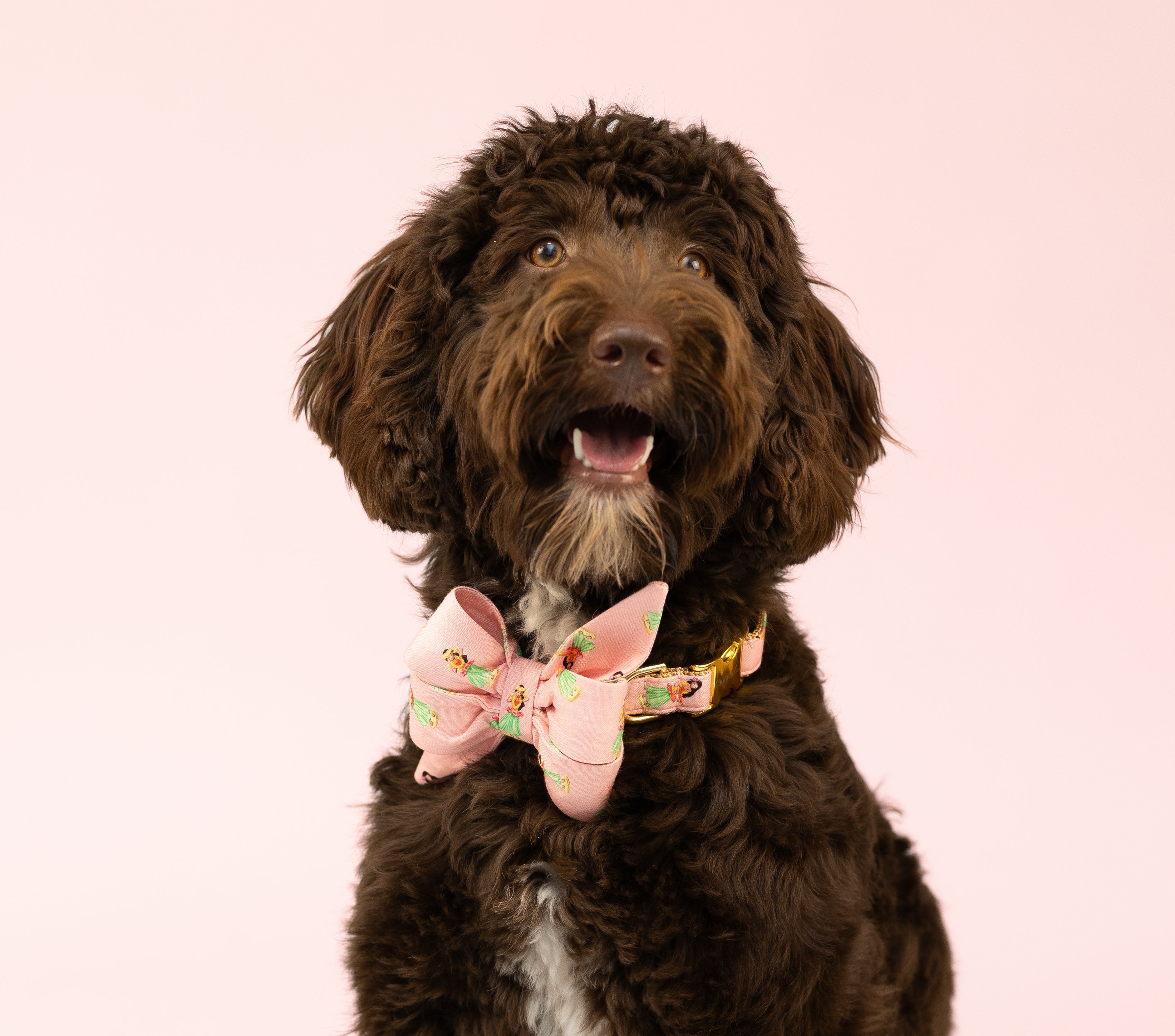 Seated curly-haired dog with rich brown fur and a cheerful expression wears a festive pink bow tie collar with tropical dancer print on a light pink background.