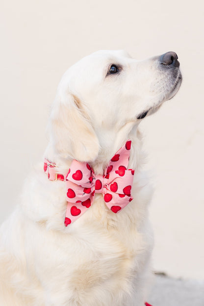 Retriever wearing a large pink belle bow collar set with a hearts and Cupid’s arrow print, creating a playful Valentine’s Day look.