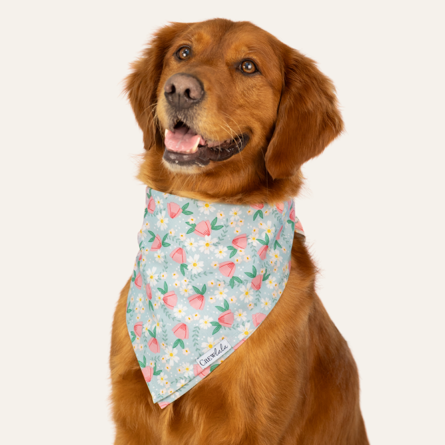 Golden retriever with a cheerful expression wearing a light blue floral bandana with pink flowers, daisies, and leafy details.
