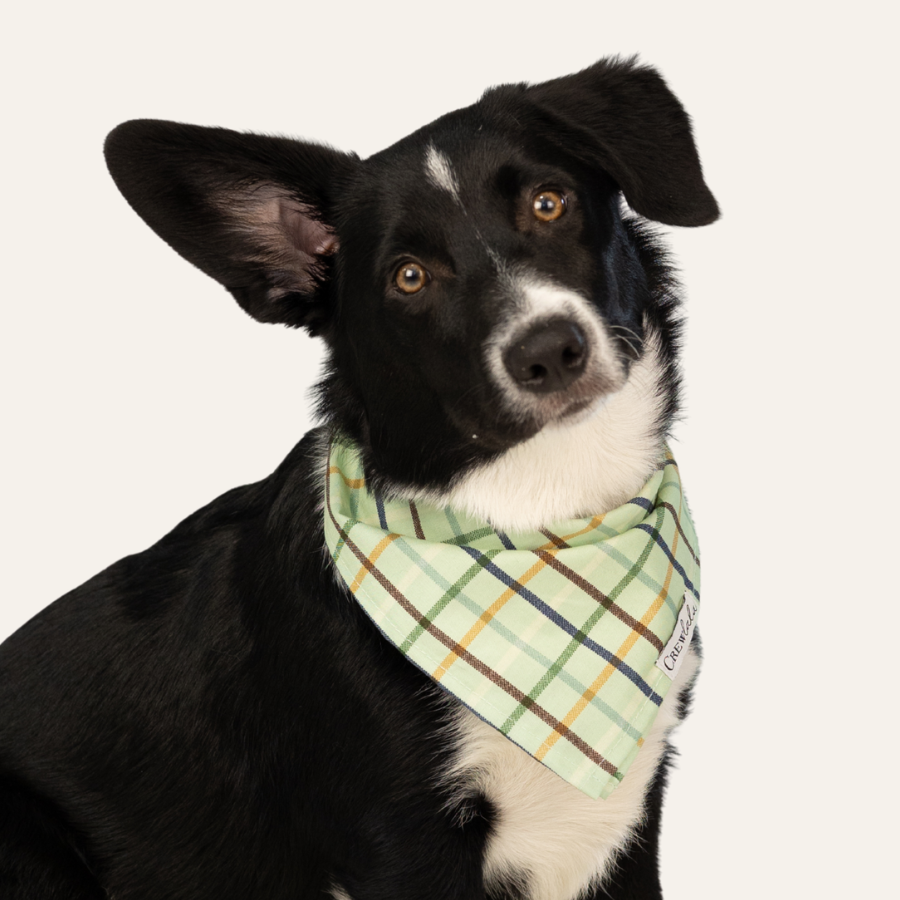 Close-up of a light green plaid bandana with intersecting brown and yellow stripes worn around a dog's neck against a neutral background.