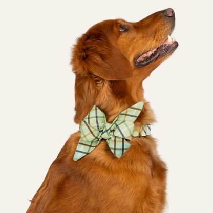 Golden dog in profile wearing a light green plaid bow tie with yellow and navy lines, gazing upward.