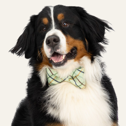 Portrait of a fluffy tricolor dog with a white chest and black coat, wearing a soft green bow tie with a tan and blue plaid pattern.