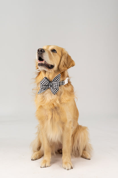 Classic black-and-white houndstooth belle bow collar set styled on a retriever, featuring a crisp matching collar and oversized shape for a dapper, polished look that's perfect for formal occasions or fashionable everyday wear.