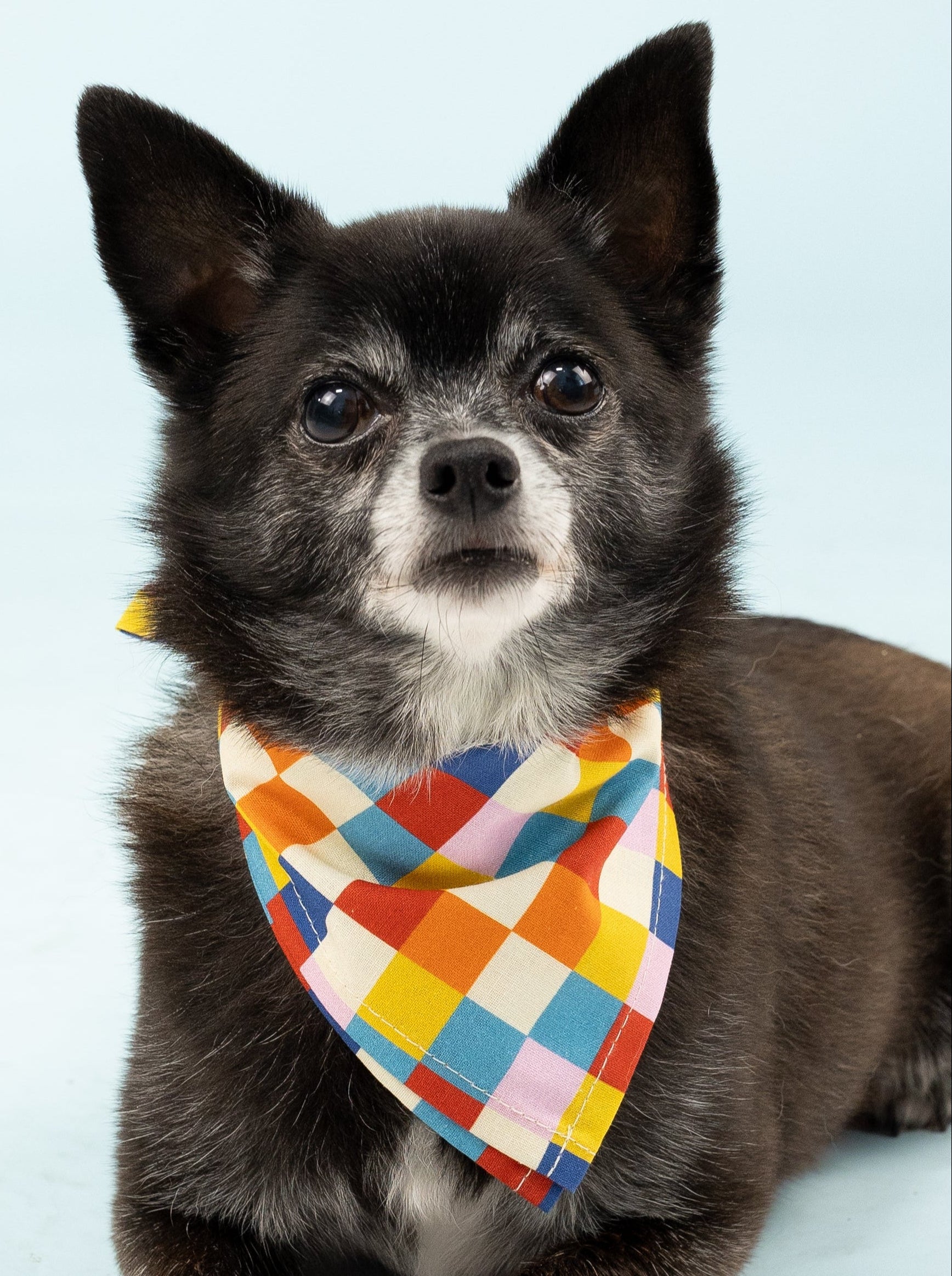 Bright and colorful checkered dog bandana featuring a playful mix of vibrant colors—perfect for adding a pop of personality to your pup’s everyday style or  special occasions.