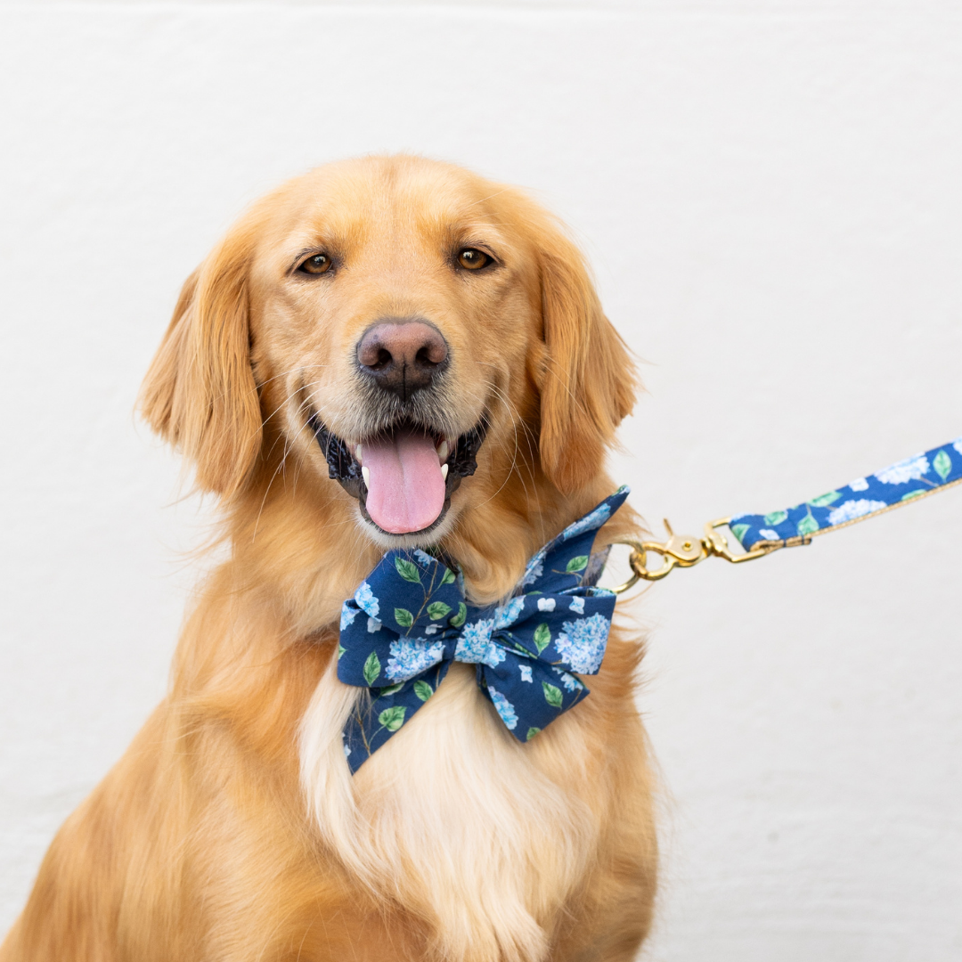 Retriever wearing a navy blue dog collar with an oversized belle bow featuring a blue hydrangea floral print and leaves. The dog is also attached to a matching leash with metal hardware, sitting against a white background with its tongue out in a happy expression.