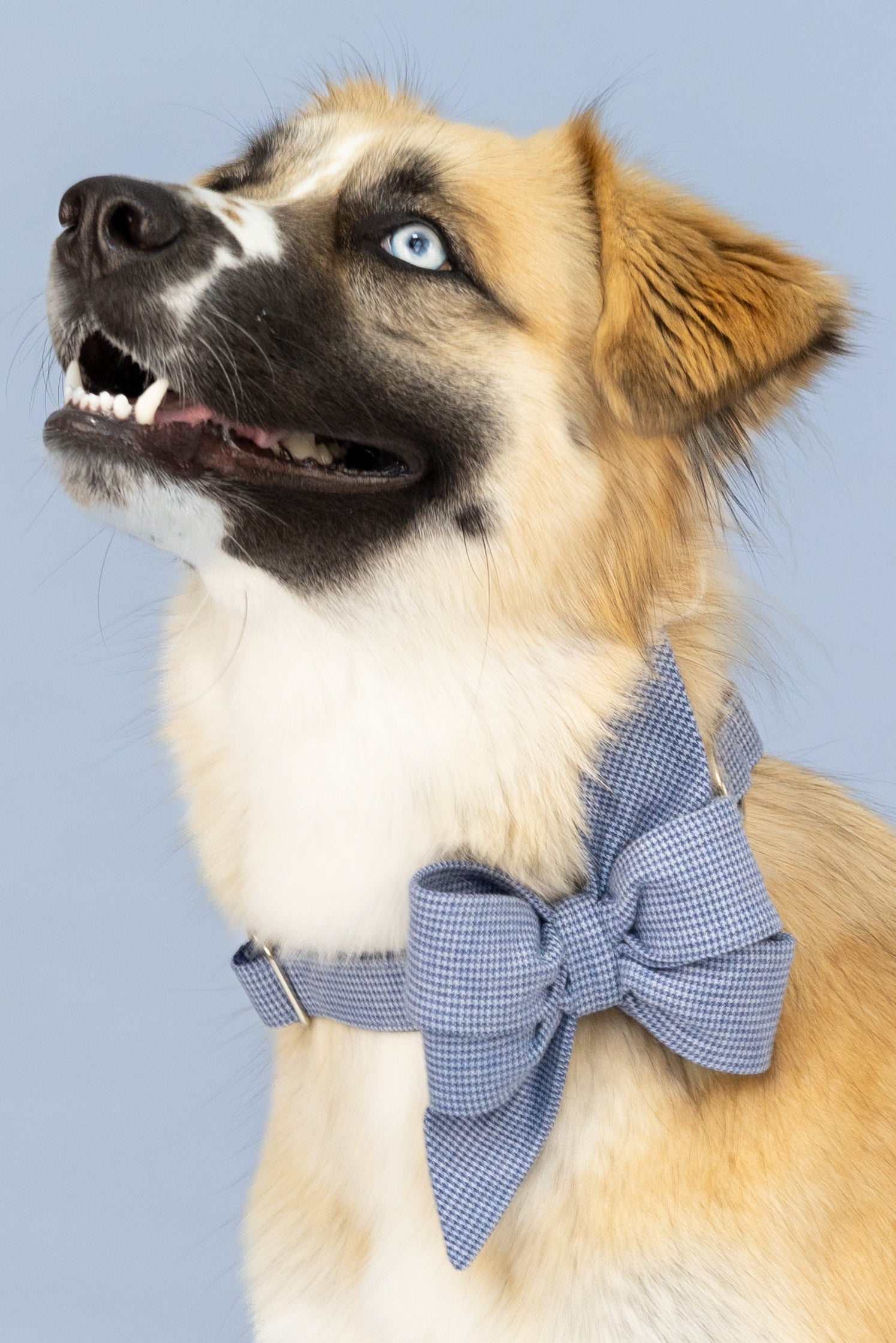 Sophisticated belle bow dog collar set  in a fine blue houndstooth print, attached to a coordinating collar—perfect for pups that want to make a classy impression.