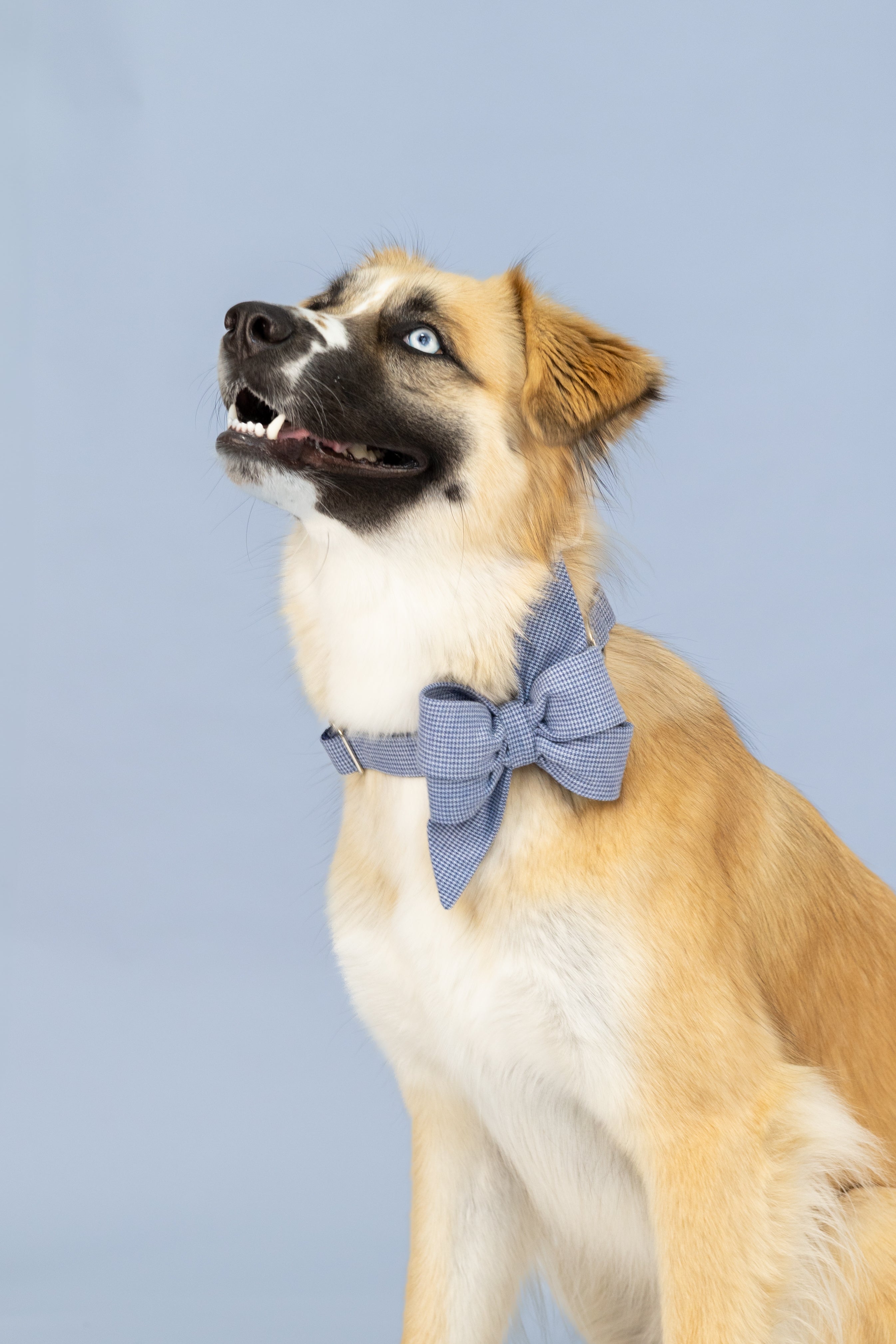 Sophisticated belle bow dog collar set  in a fine blue houndstooth print, attached to a coordinating collar—perfect for pups that want to make a classy impression.