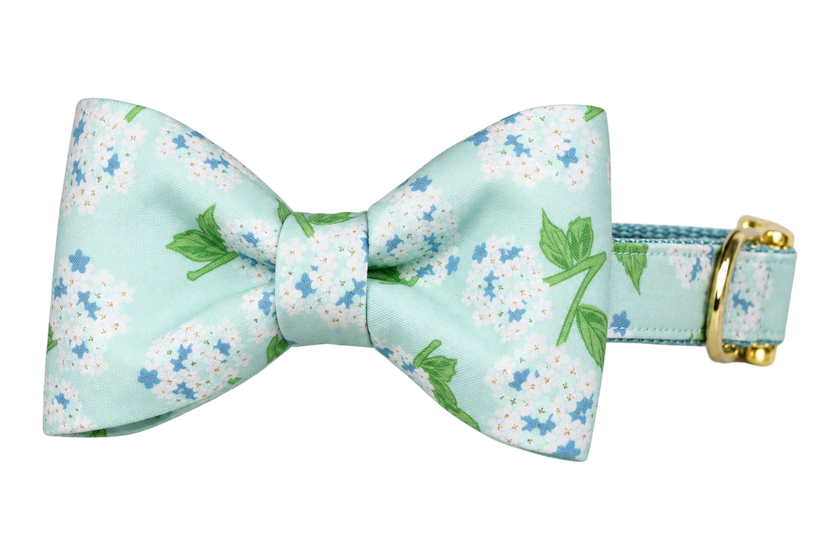 Classic dog collar featuring a Blue Hydrangeas fabric bow tie, a pale mint aqua print with soft blue and white hydrangea clusters and green leaves, attached to a matching Blue Hydrangeas collar with a nylon inner lining and gleaming gold hardware, including a D-ring and buckle.
