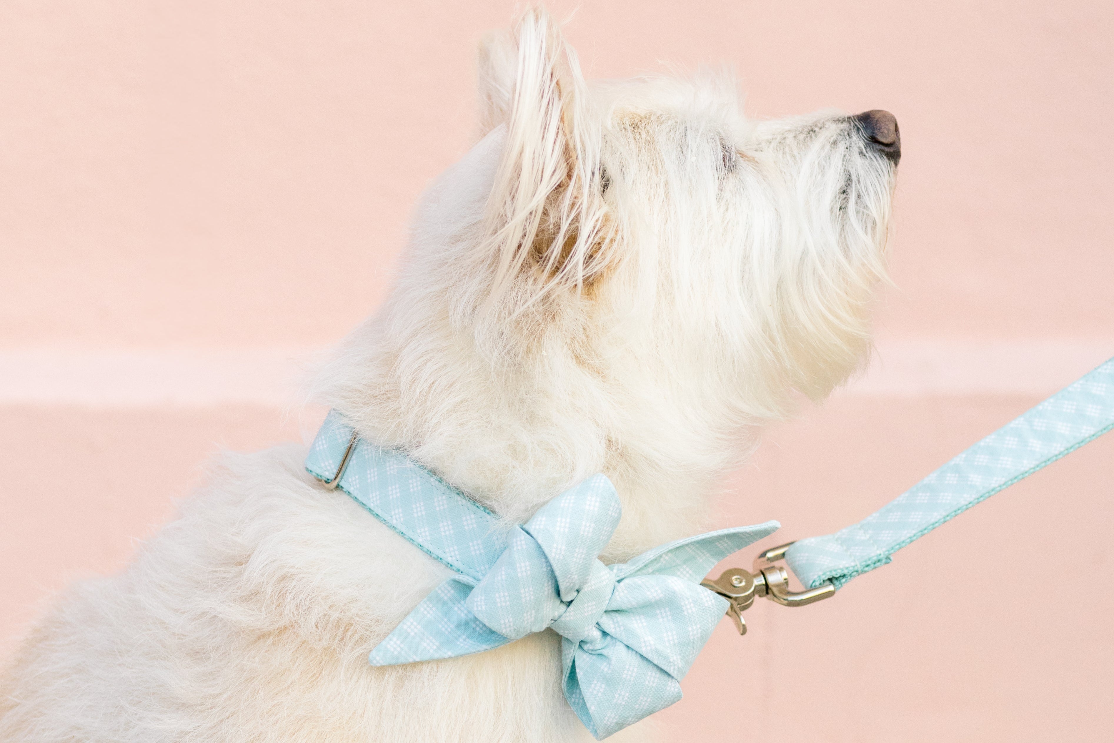 Side view of a small, fluffy dog with light-colored fur, wearing a pale blue plaid collar with a matching belle bow, against a smooth backdrop.