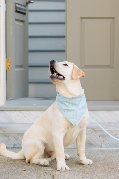 A Labrador dog wearing a light blue plaid bandana and matching leash sits attentively, head tilted slightly upward.
