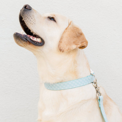 Side view of a light-colored Lab sitting and gazing up, outfitted with a pale blue plaid collar and matching leash.