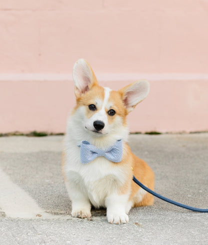 Blue and white striped dog bow tie collar set with a classic seersucker texture, modeled by a corgi for a warm-weather look with timeless Southern charm.