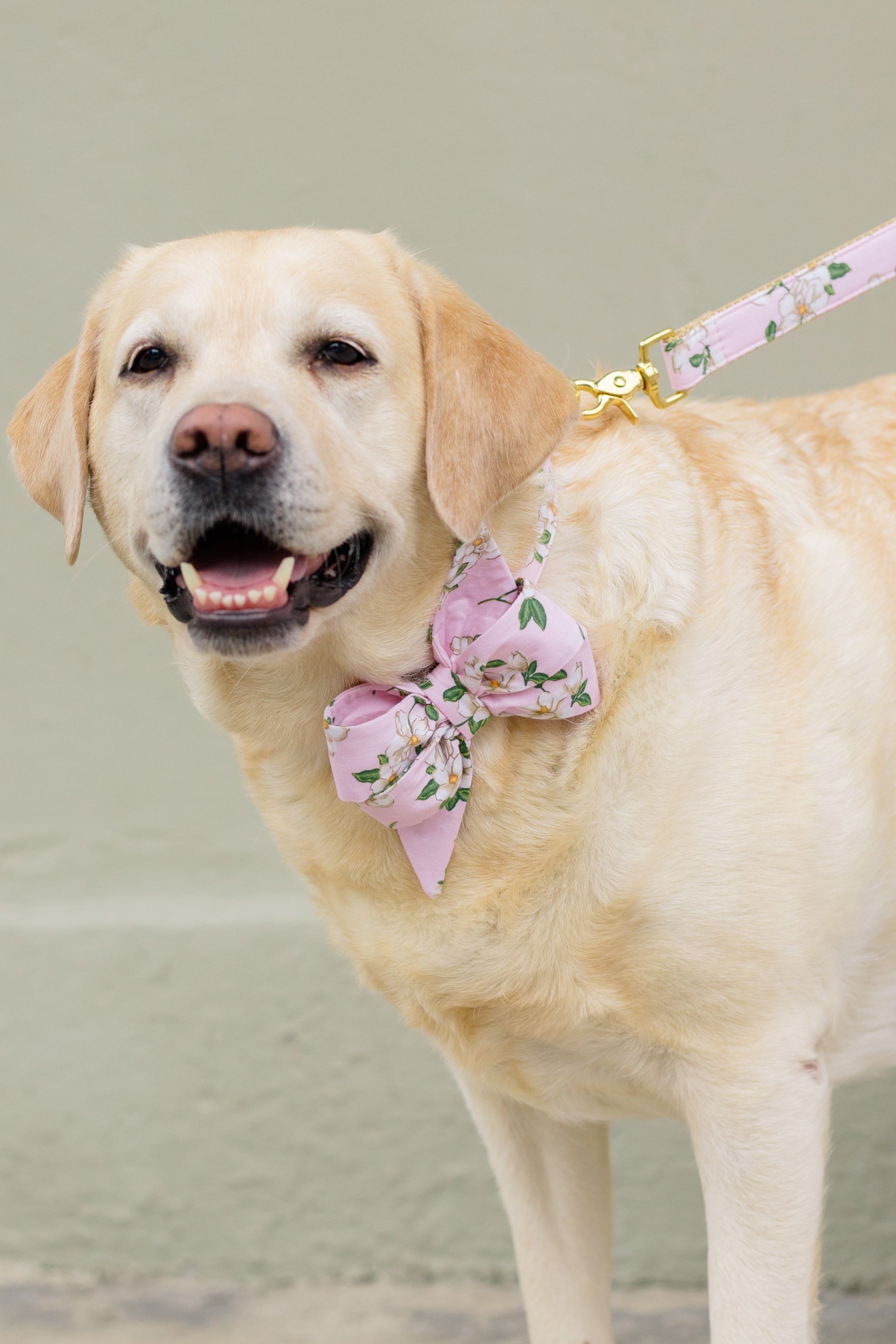 A happy Labrador stands outdoors wearing a pink floral dog collar with a large feminine belle bow. The collar is patterned with white magnolia blossoms, and is paired with a matching leash featuring gold hardware. 
