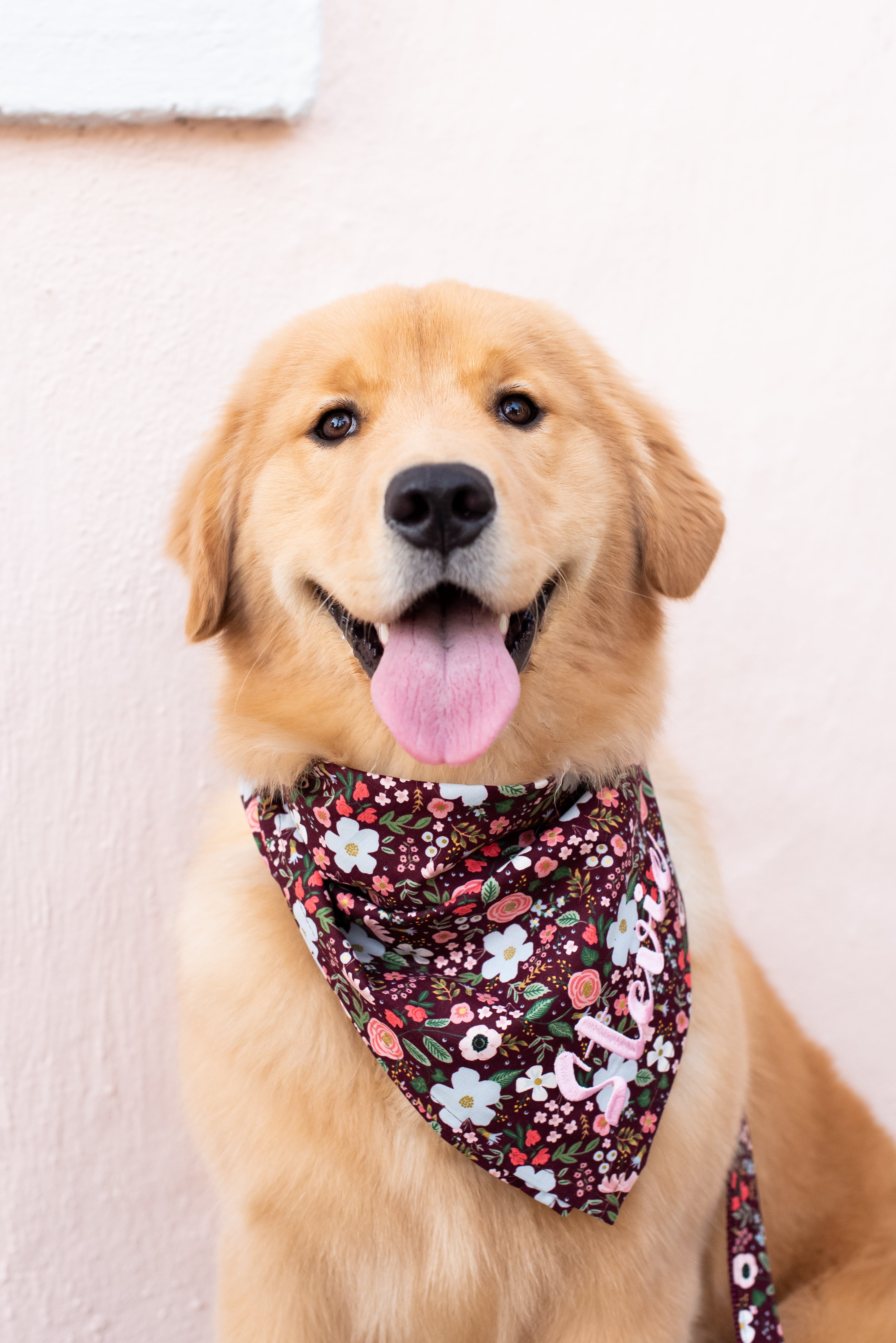 Fluffy retriever with a cheerful expression, wearing a deep burgundy floral bandana adorned with colorful blooms and custom embroidery, sitting against a light pastel background.